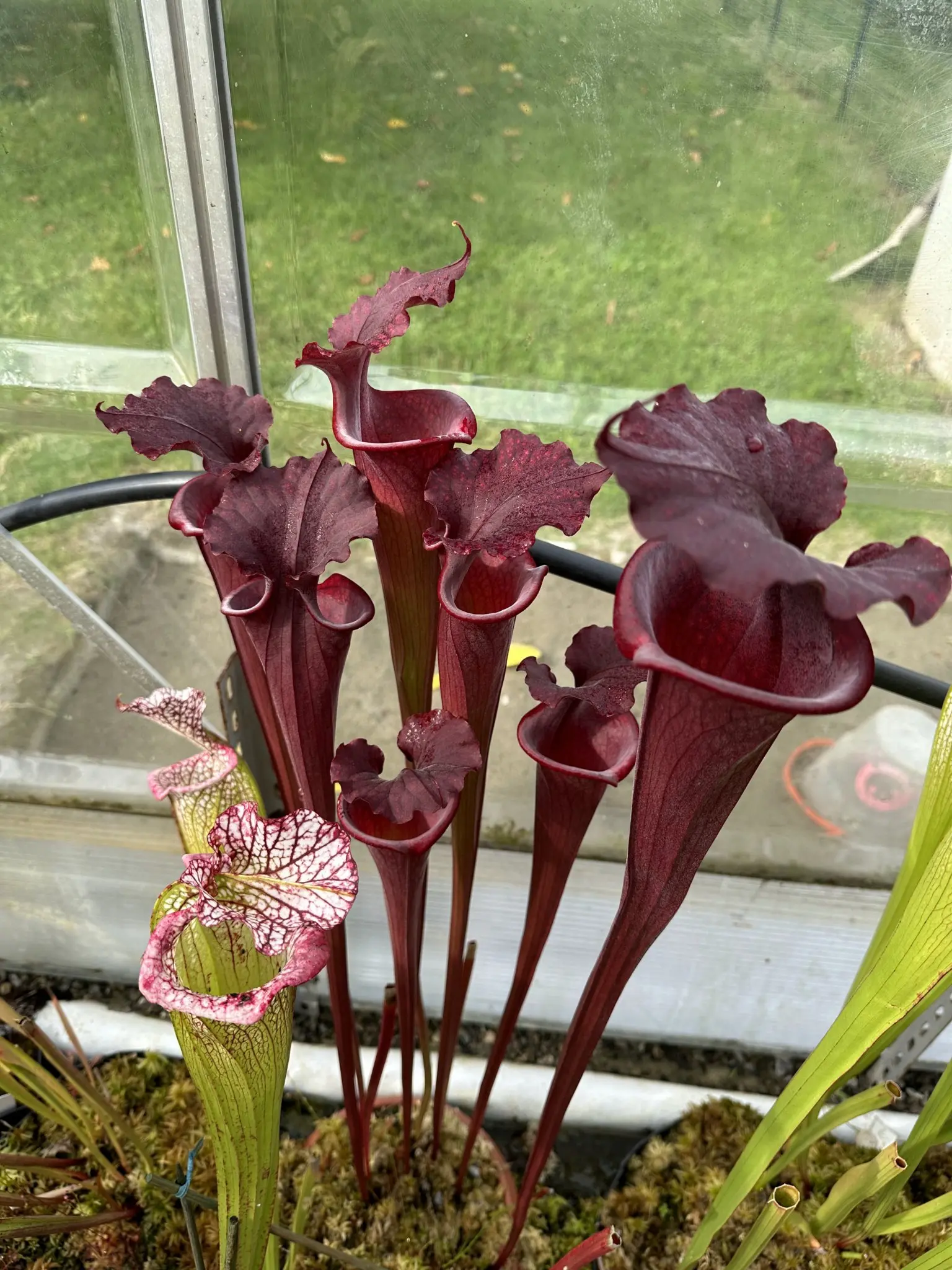 Sarracenia x Black Pearl