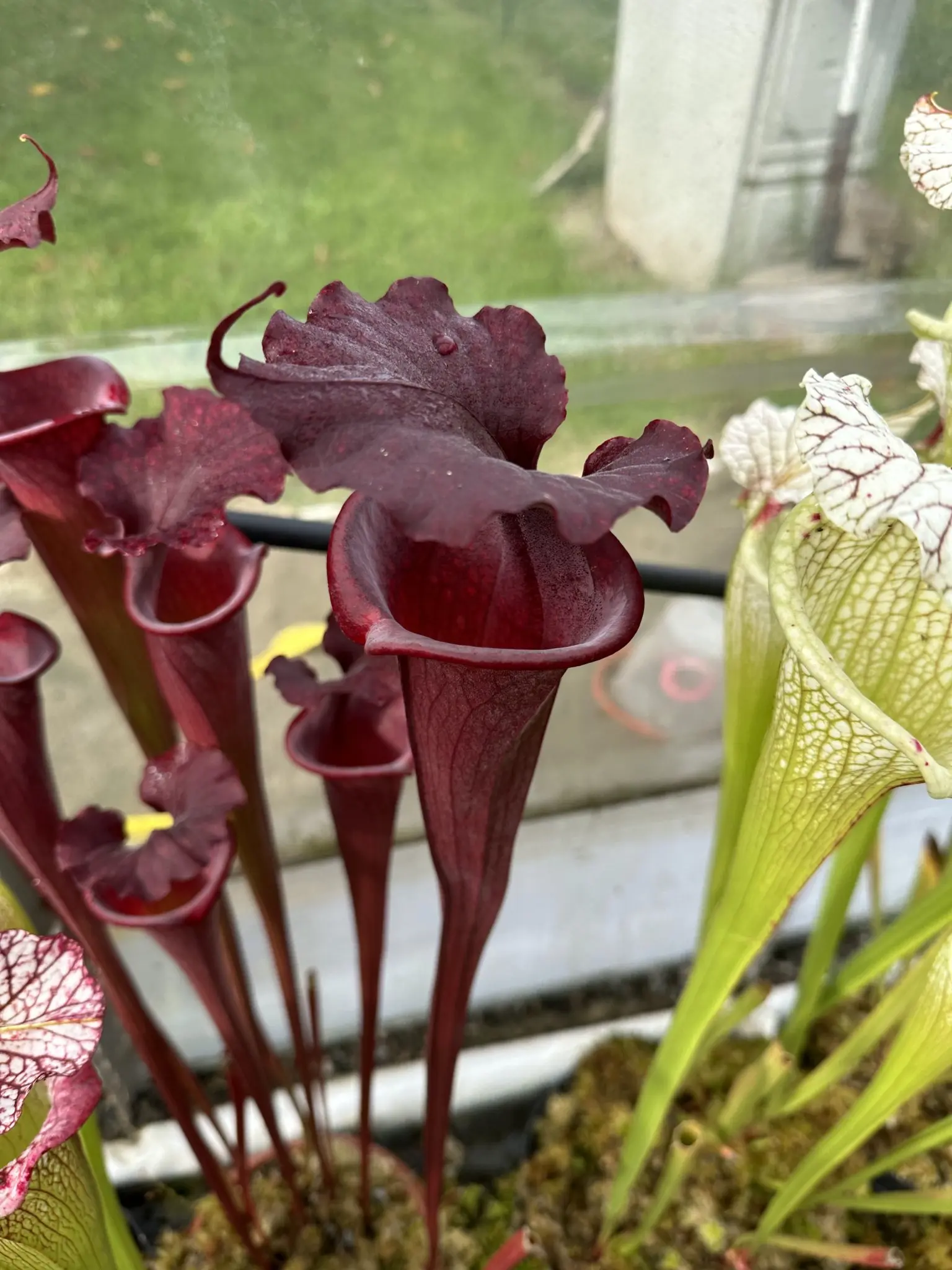 Sarracenia x Black Pearl