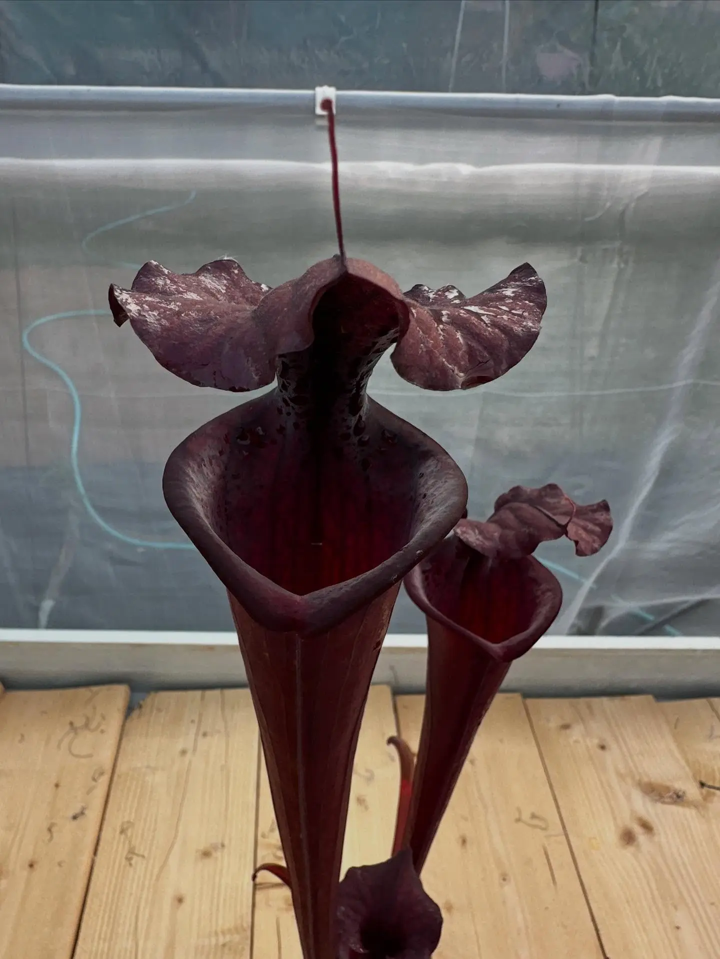 Sarracenia x "Black knight"