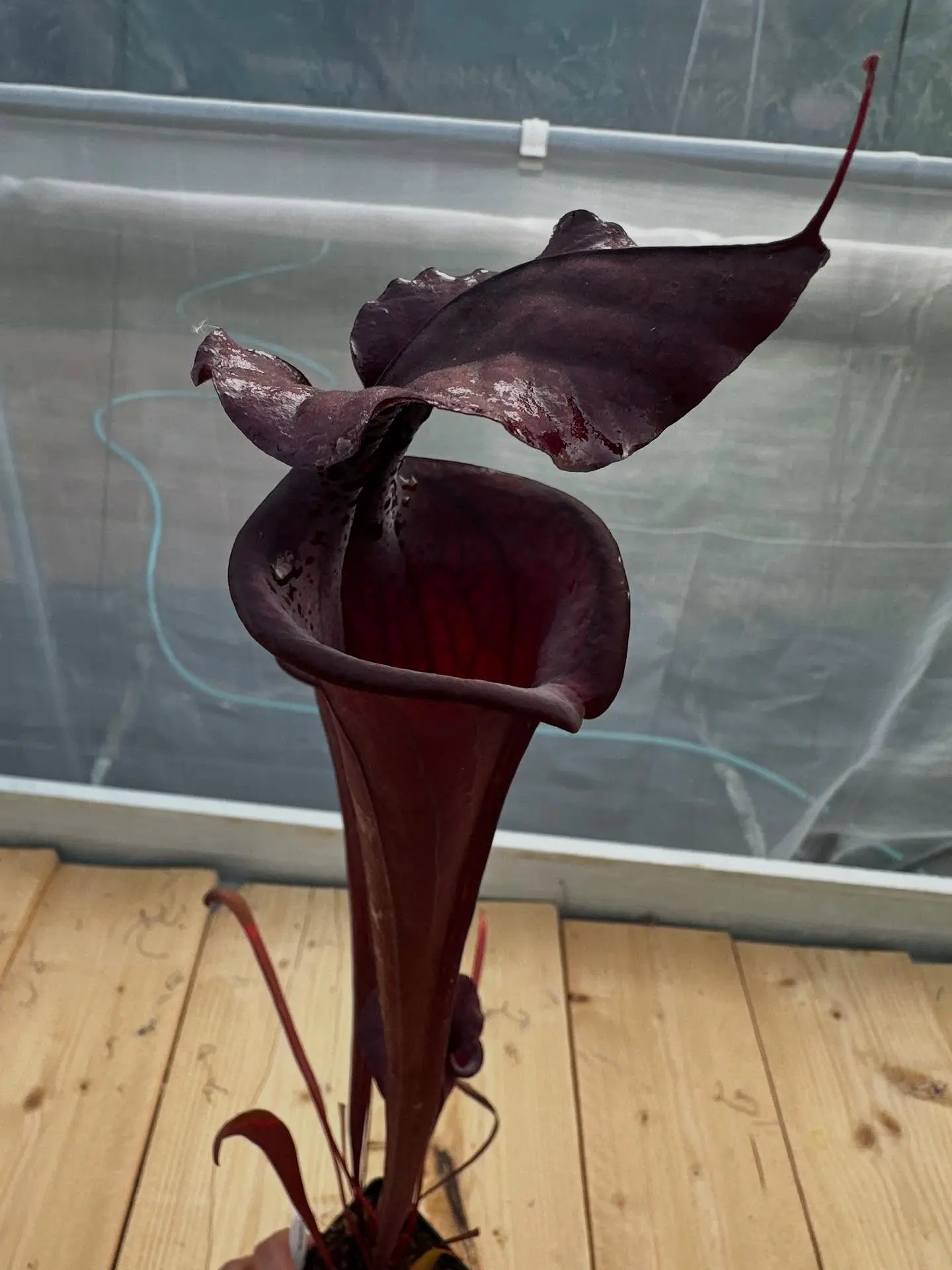 Sarracenia x "Black knight"