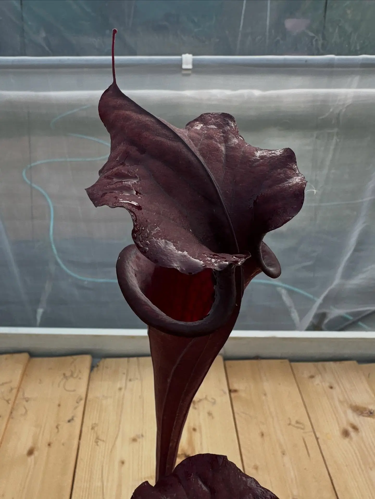 Sarracenia x "Black knight"