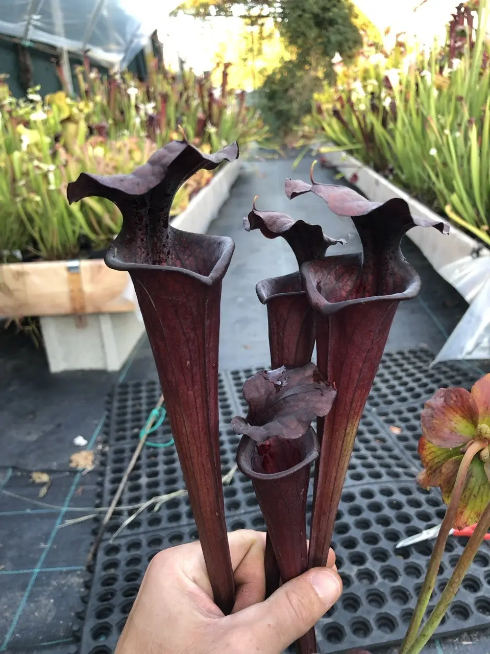 Sarracenia x "Black knight"