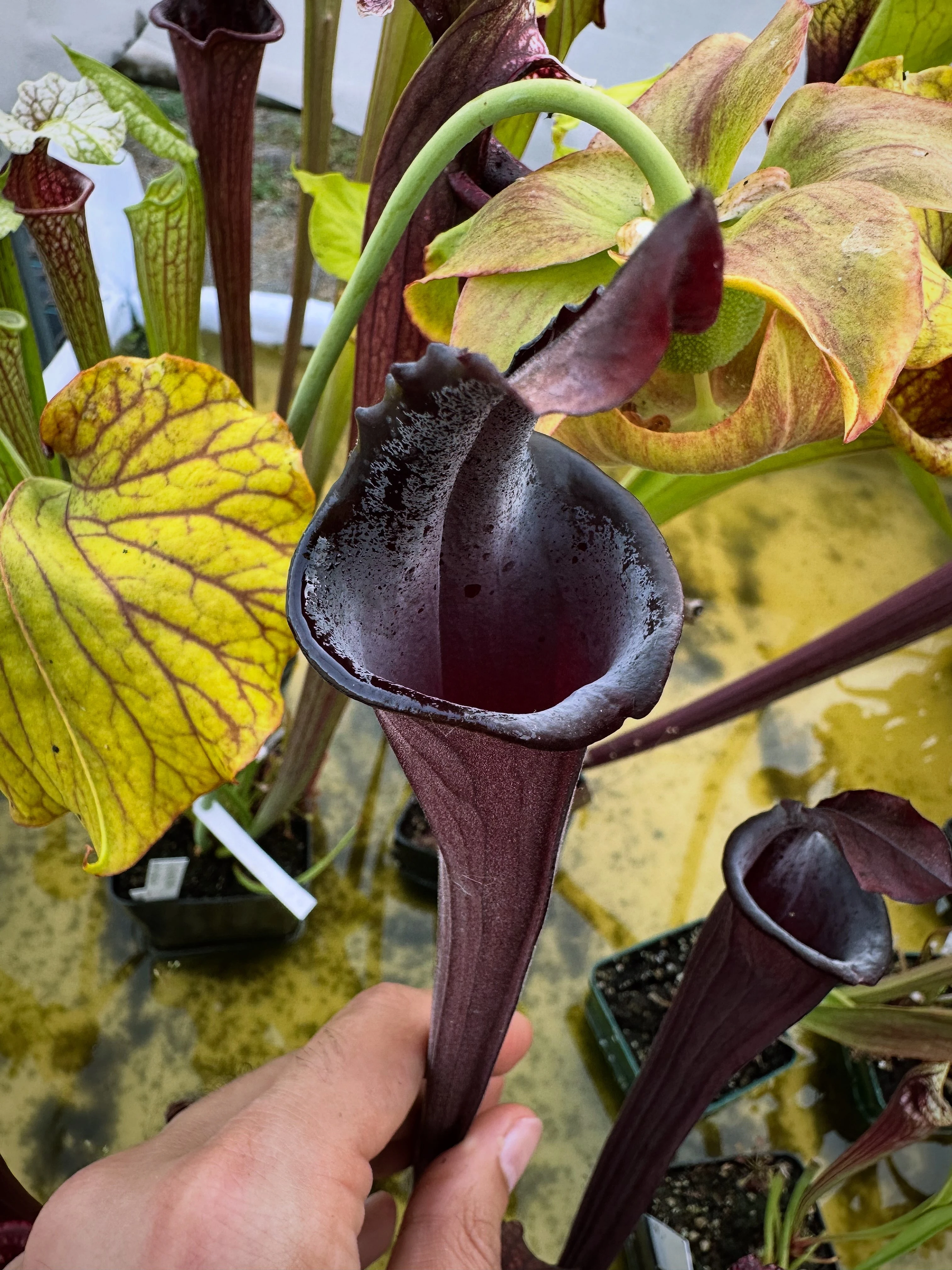 Sarracenia x "Hungry Jackdaws", lidless 