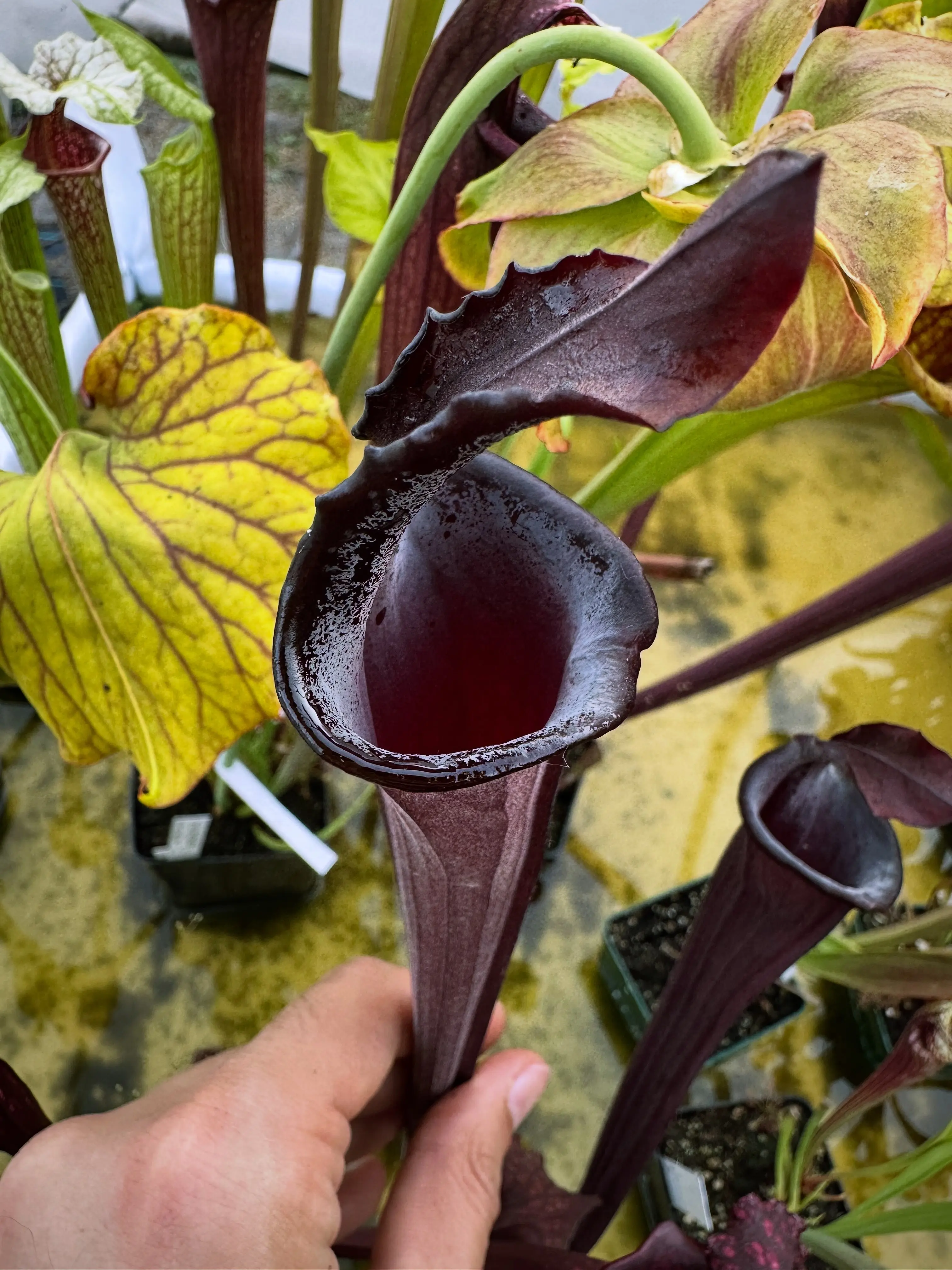 Sarracenia x "Hungry Jackdaws", lidless 