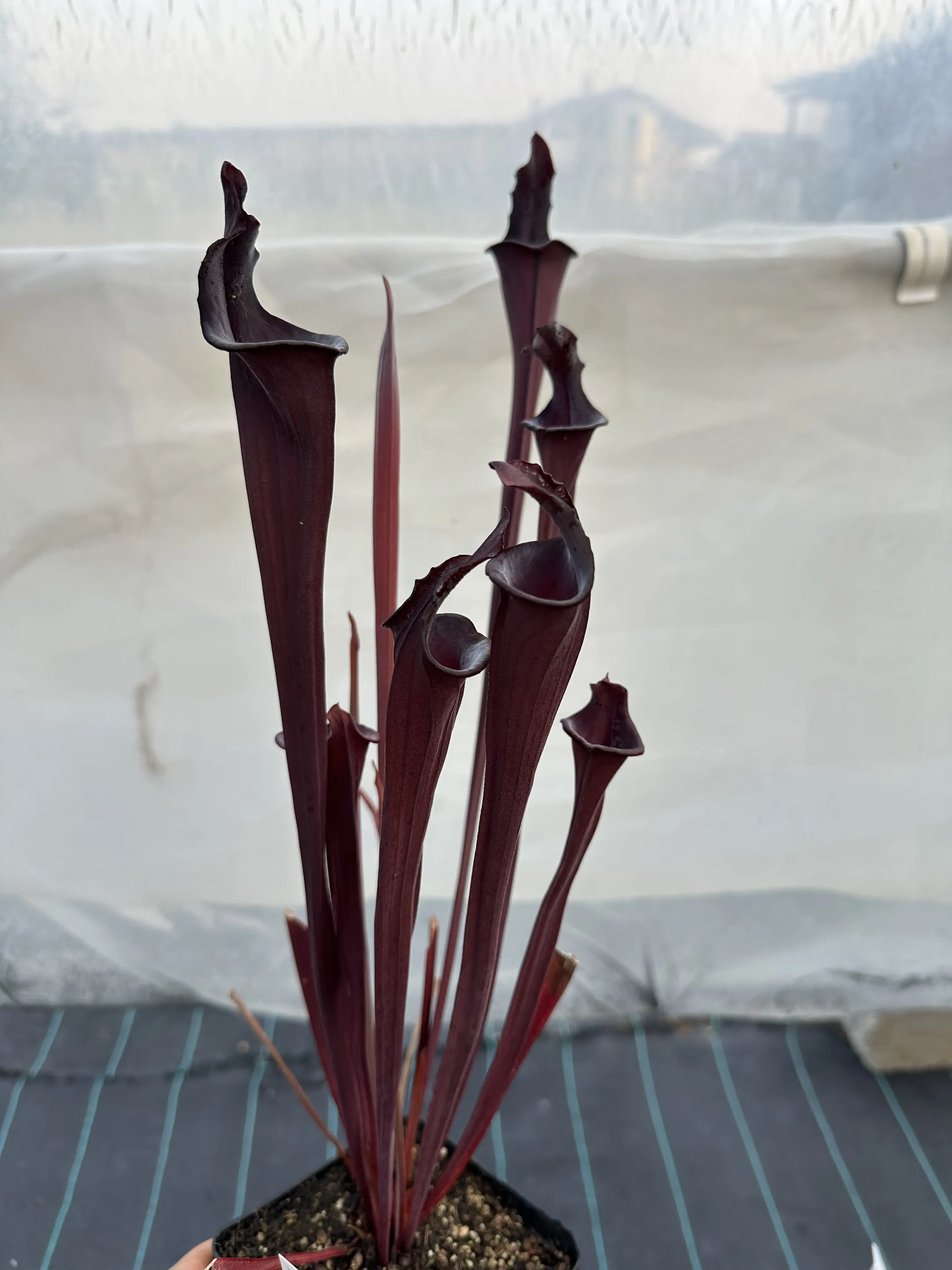 Sarracenia x "Hungry Jackdaws", lidless 