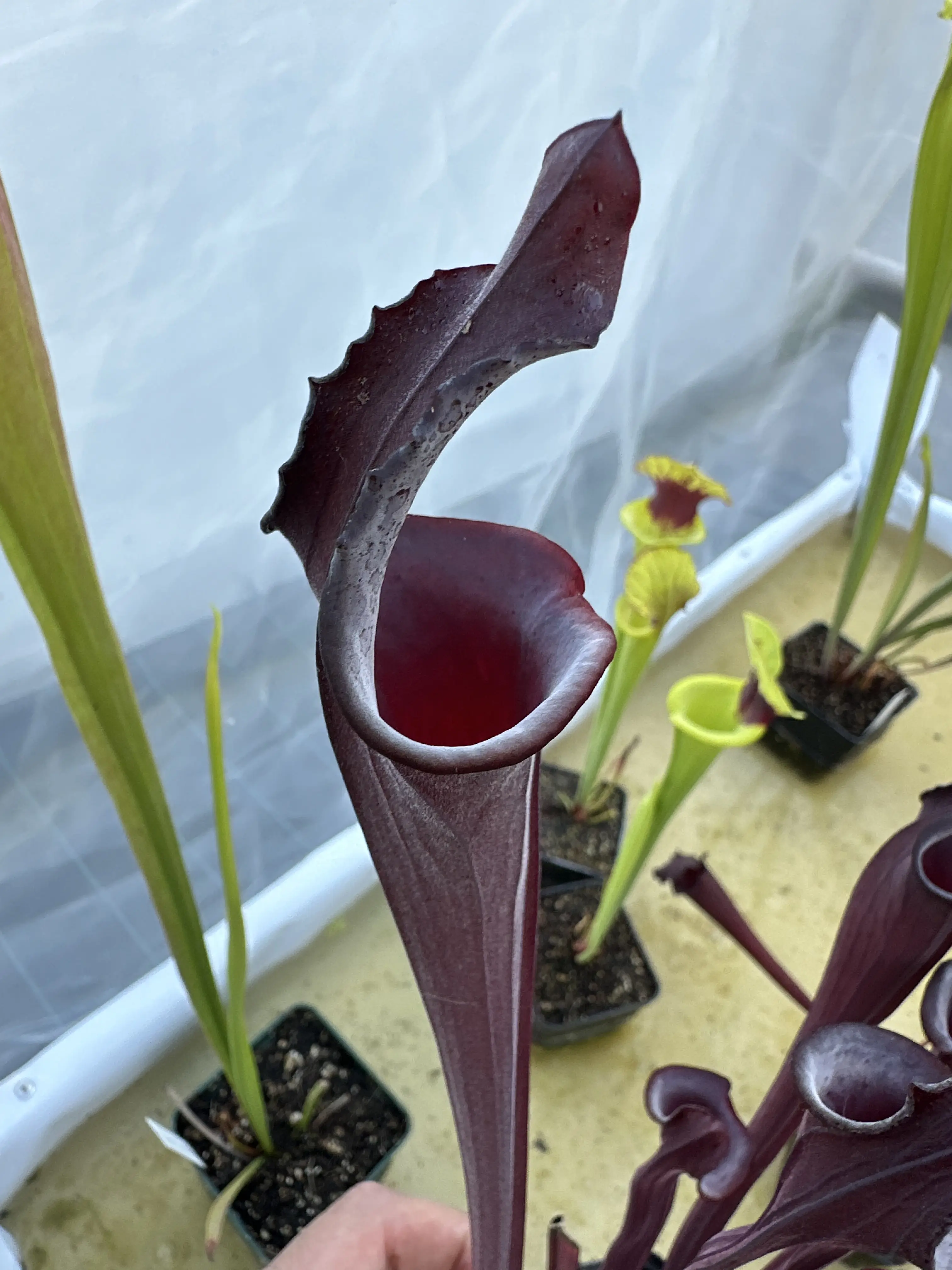 Sarracenia x "Hungry Jackdaws", lidless 