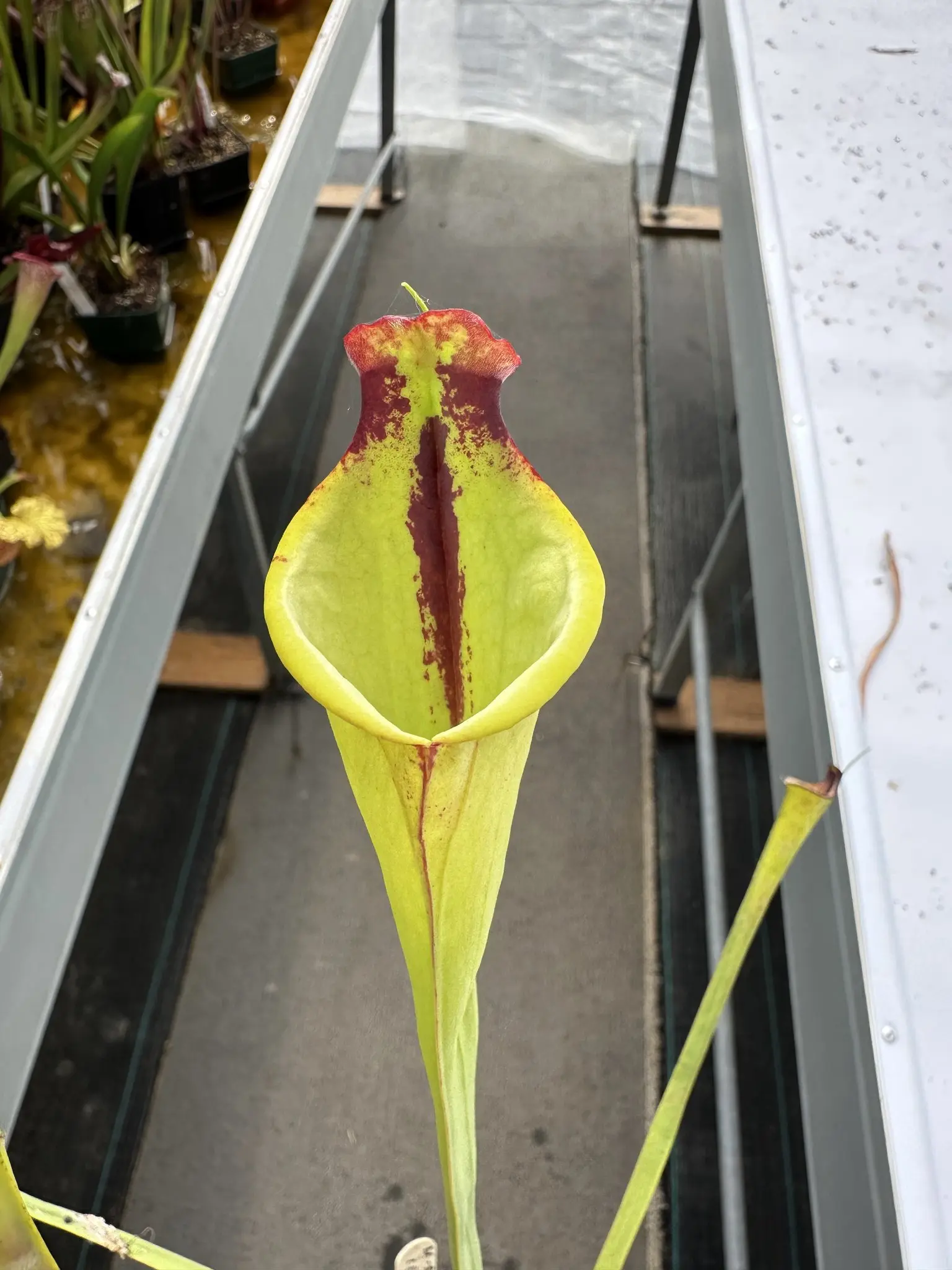 Sarracenia moorei (sometimes produces iper-lidless pitchers)
