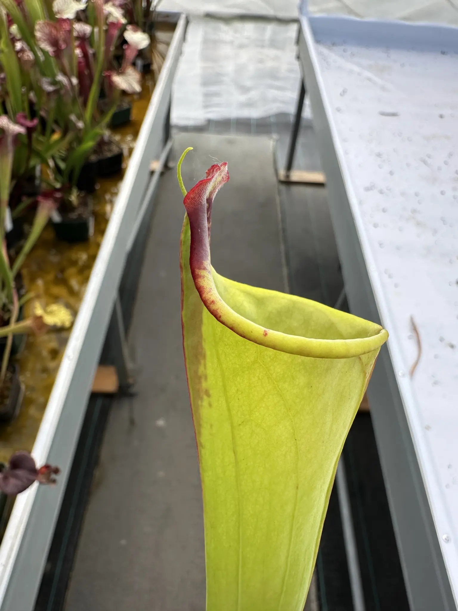 Sarracenia moorei (sometimes produces iper-lidless pitchers)