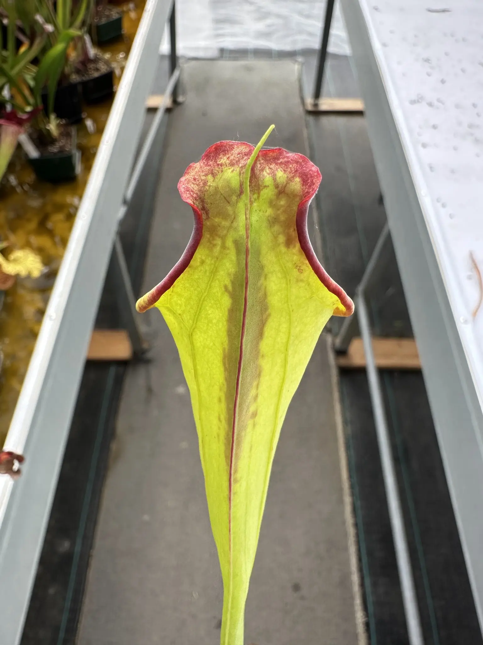 Sarracenia moorei (sometimes produces iper-lidless pitchers)