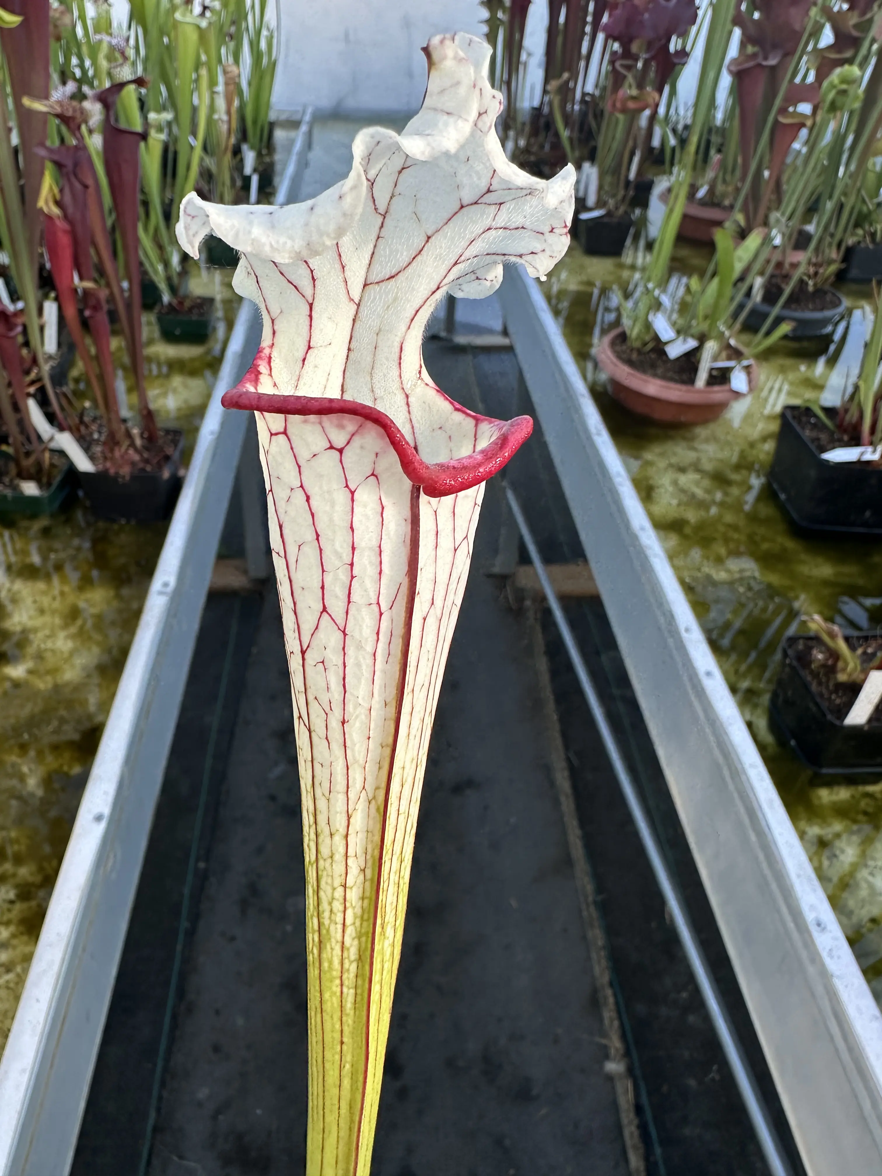 Sarracenia x Top Lady