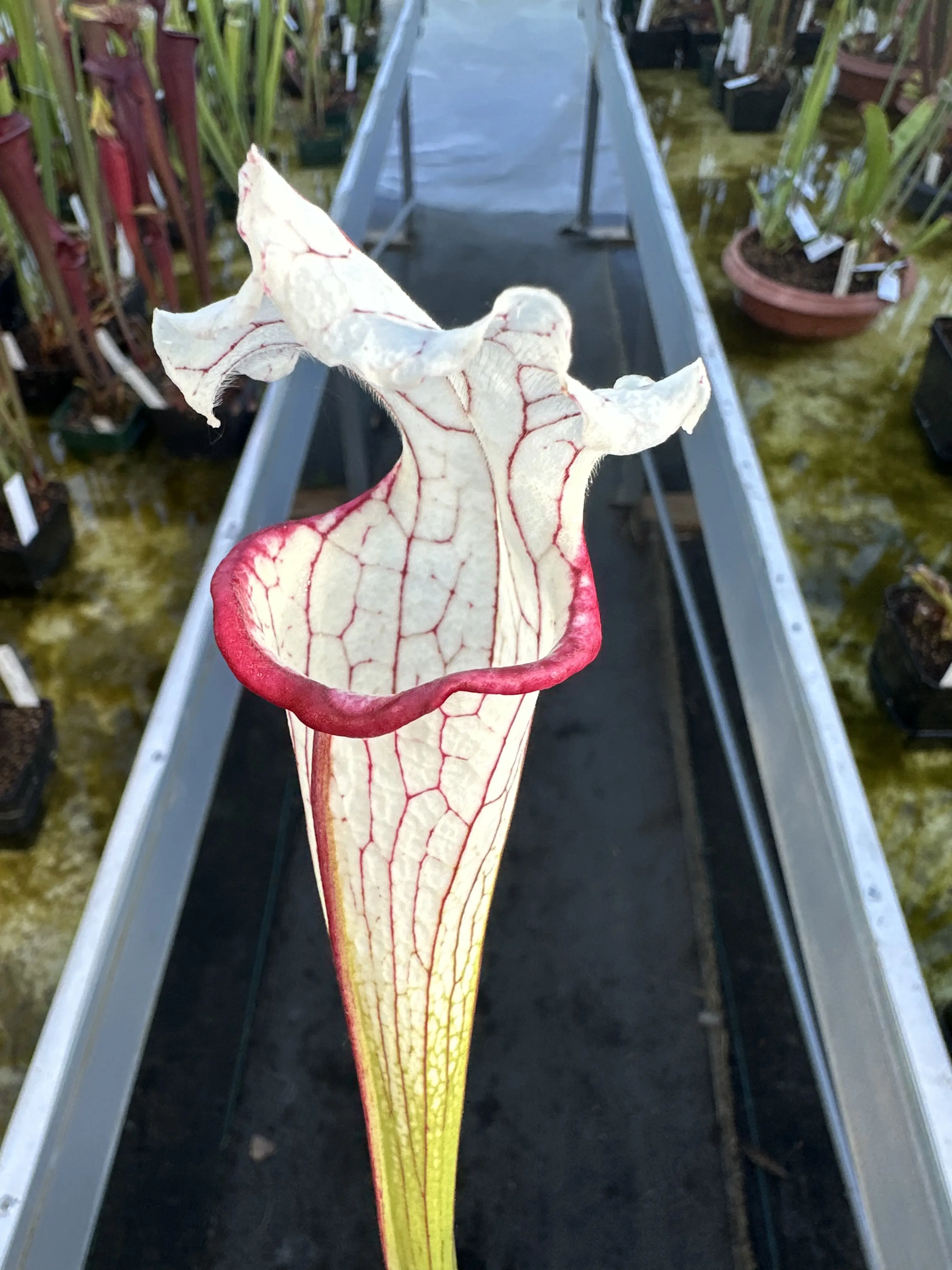 Sarracenia x Top Lady