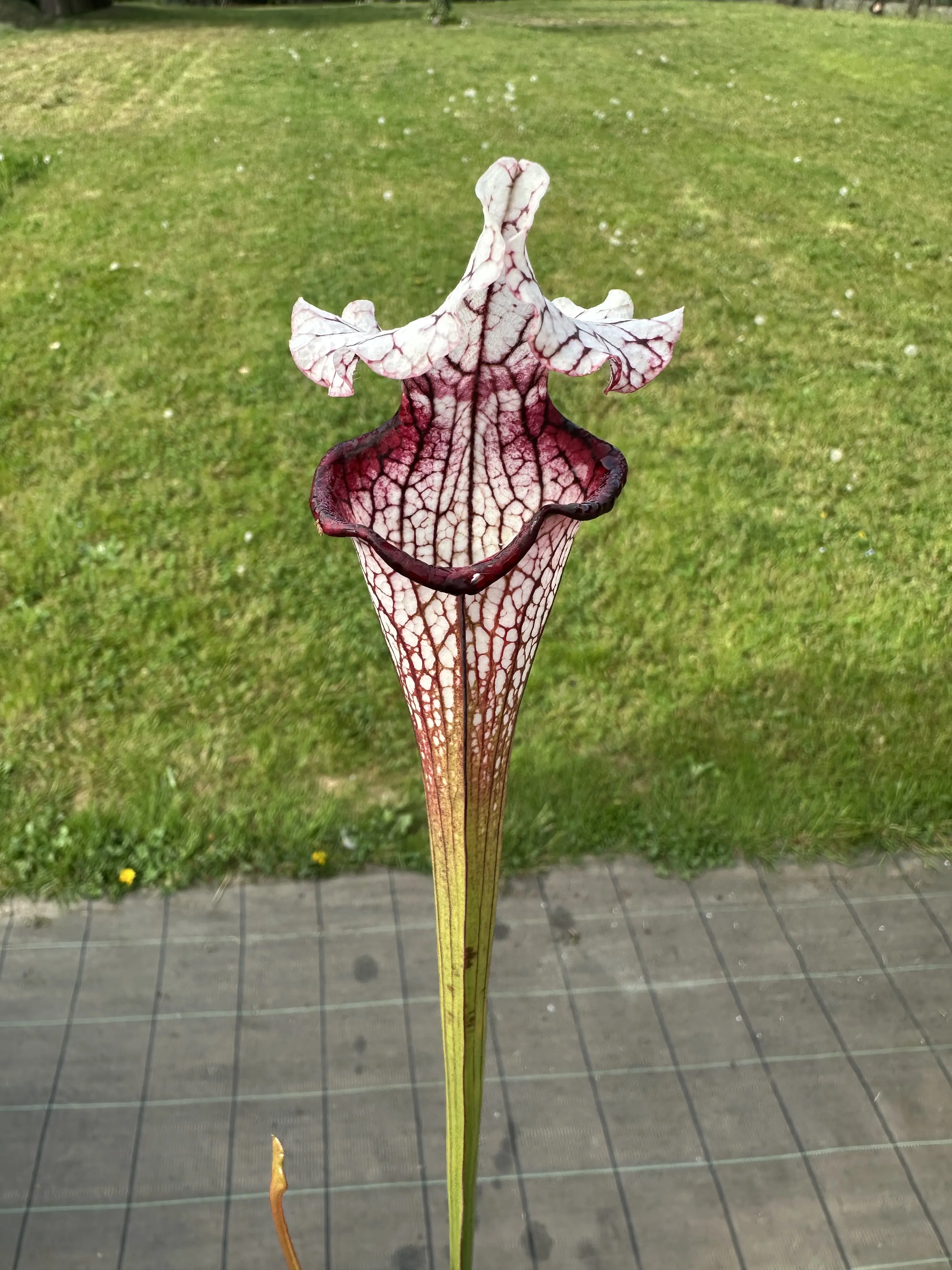 Sarracenia x Top Lady