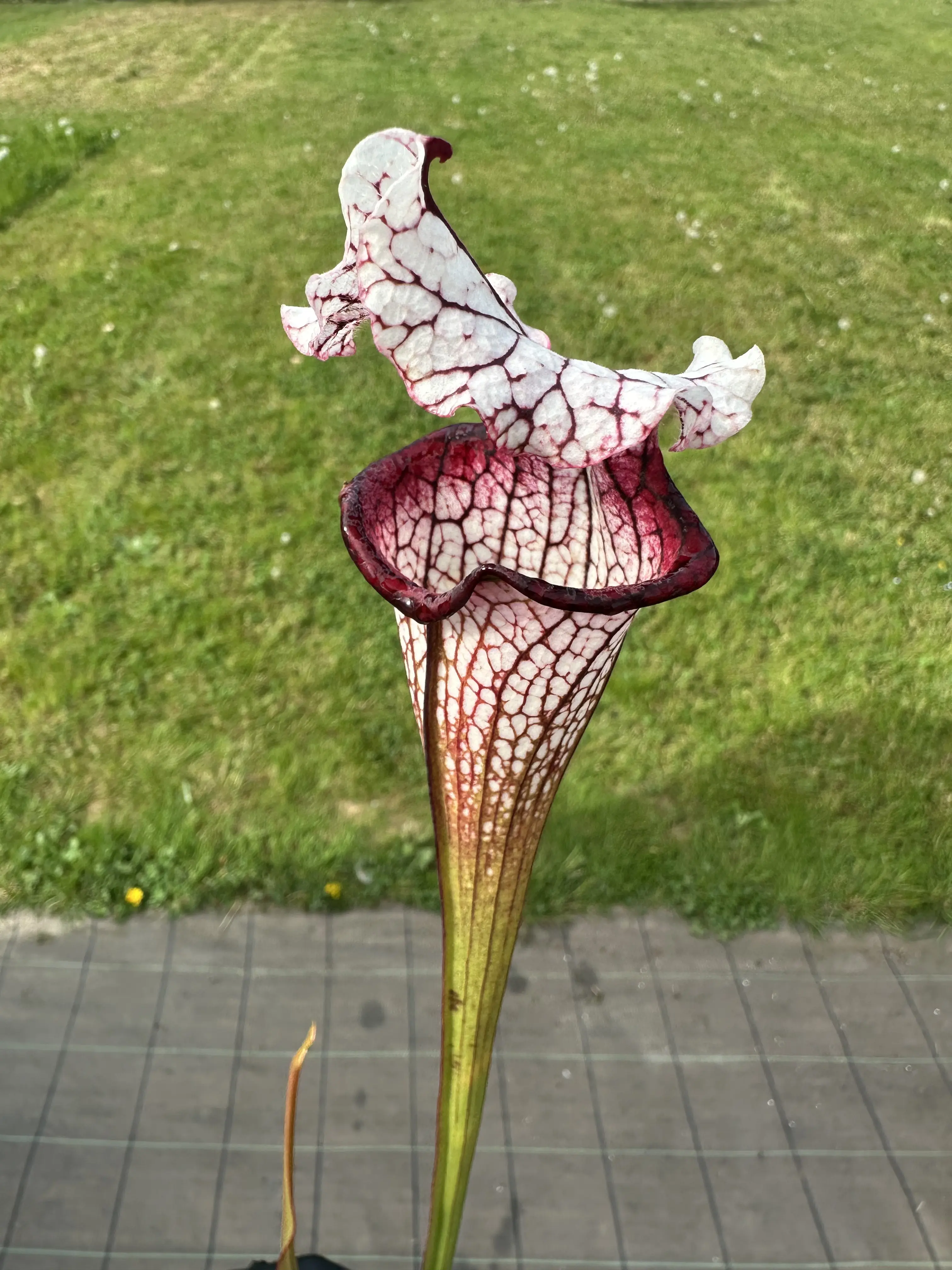 Sarracenia x Top Lady