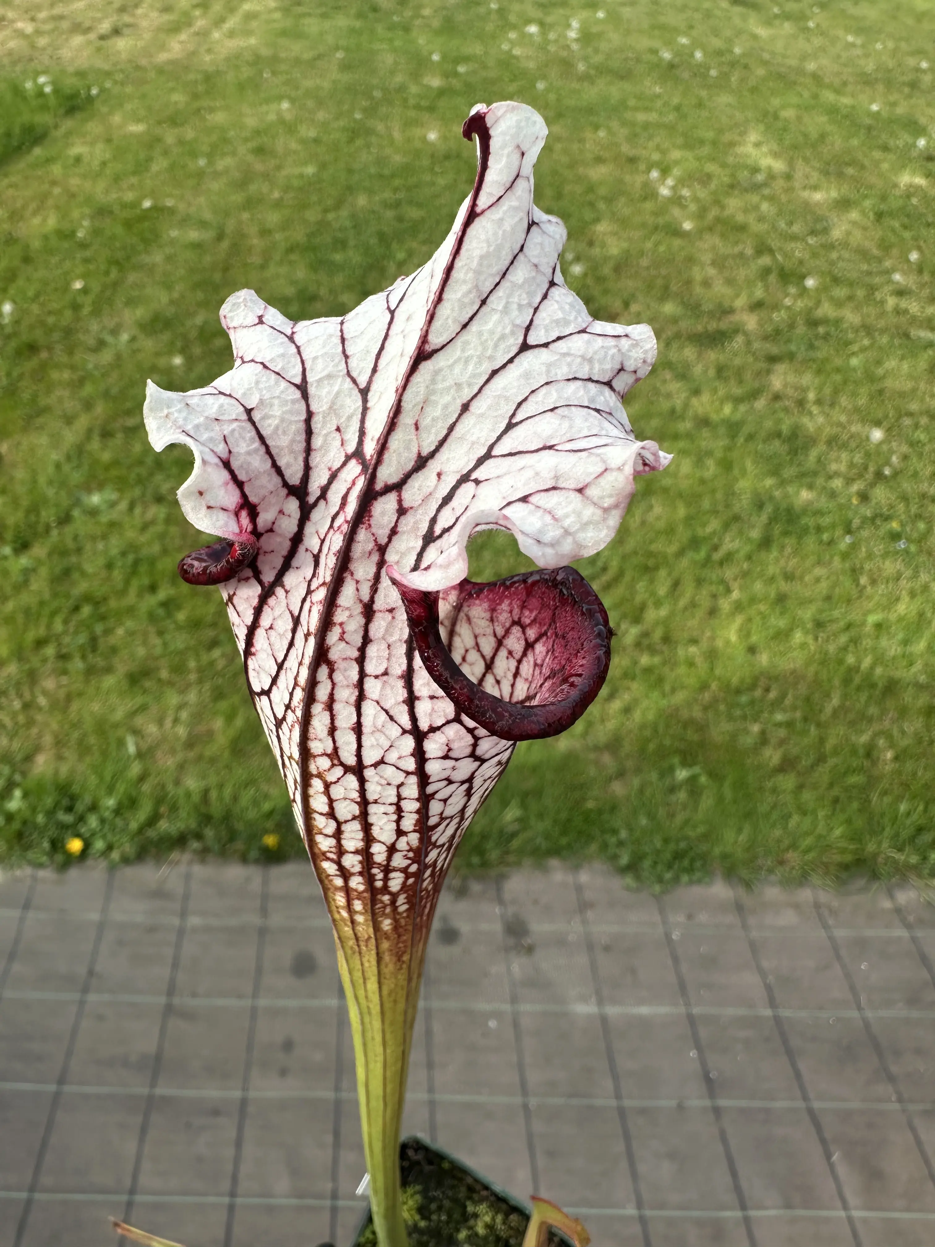 Sarracenia x Top Lady