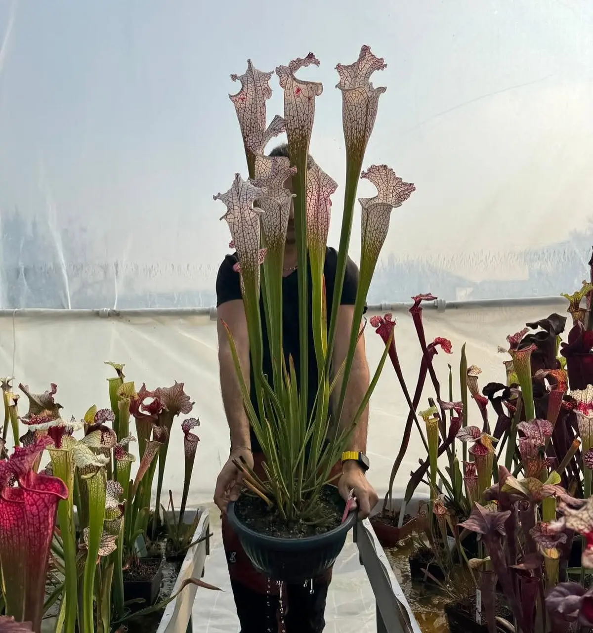 Sarracenia leucophylla "Frostbane", giant