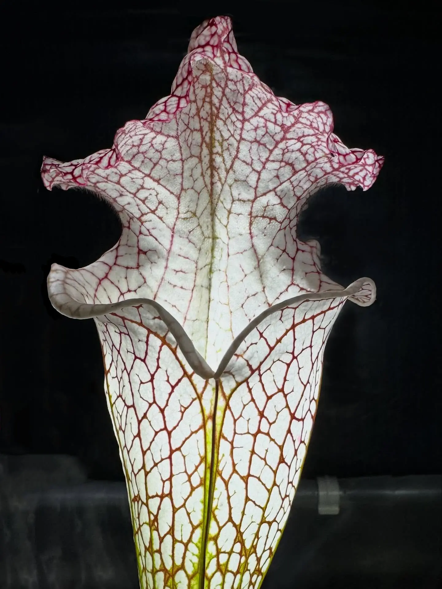 Sarracenia leucophylla "Frostbane", giant