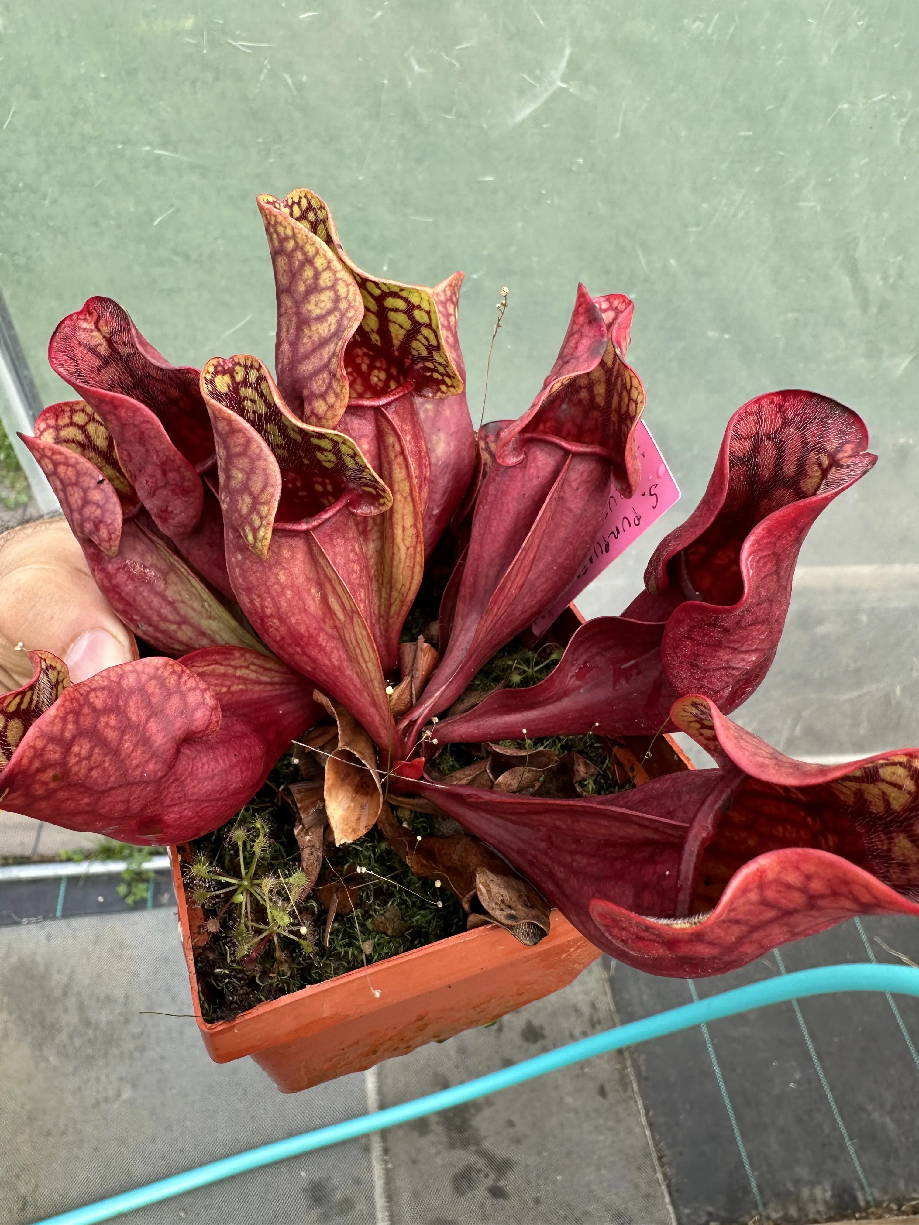 Sarracenia purpurea ssp. purpurea, clone A