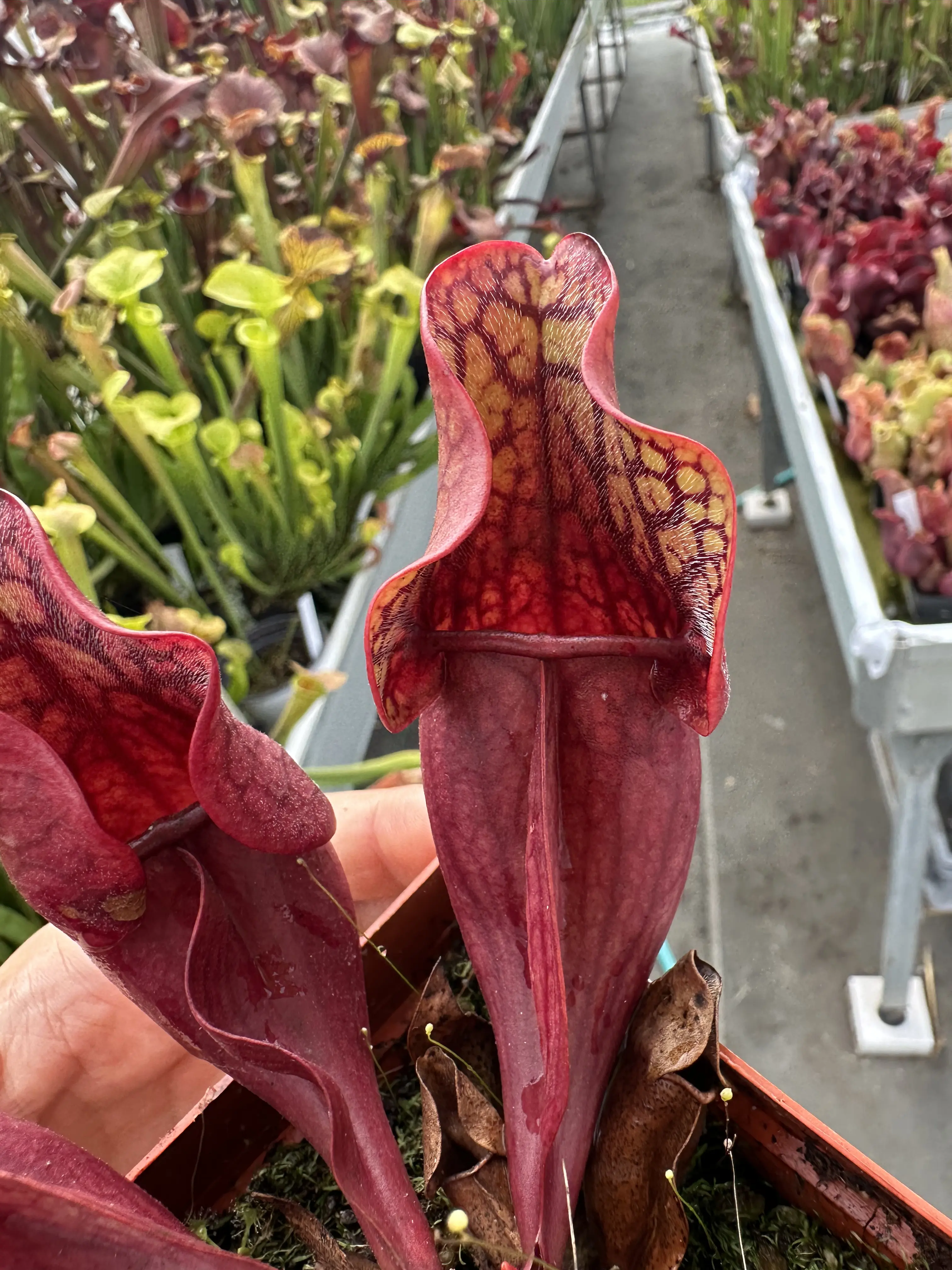 Sarracenia purpurea ssp. purpurea, clone A