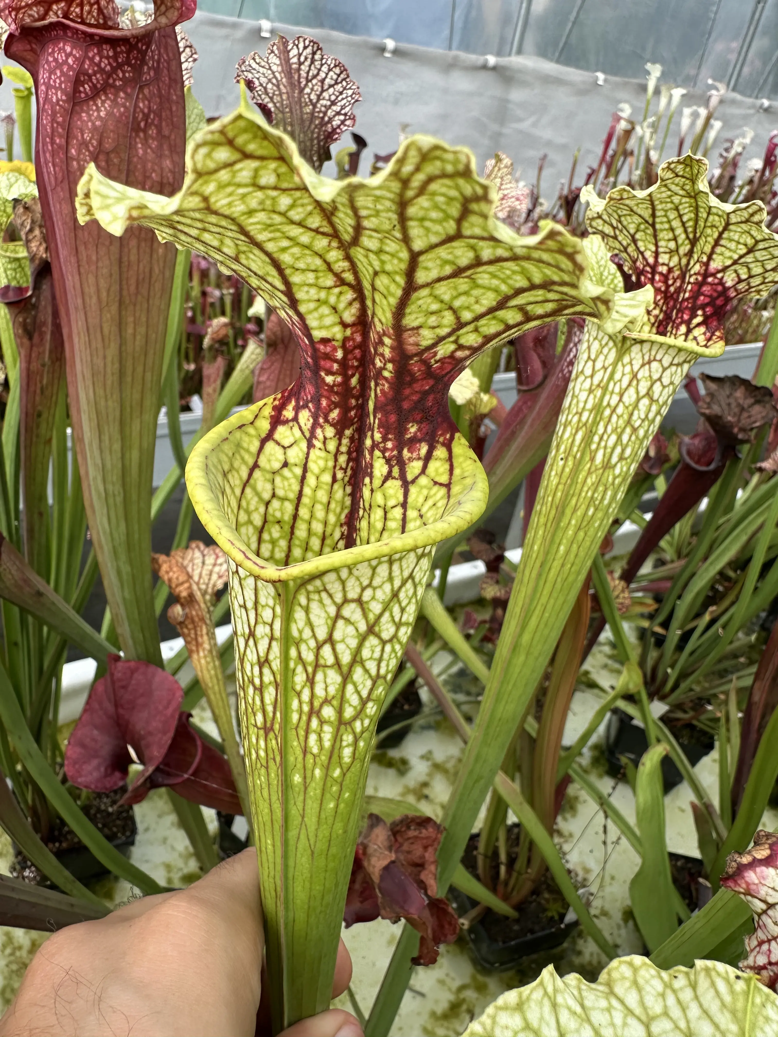 Sarracenia x 'Leviathan'