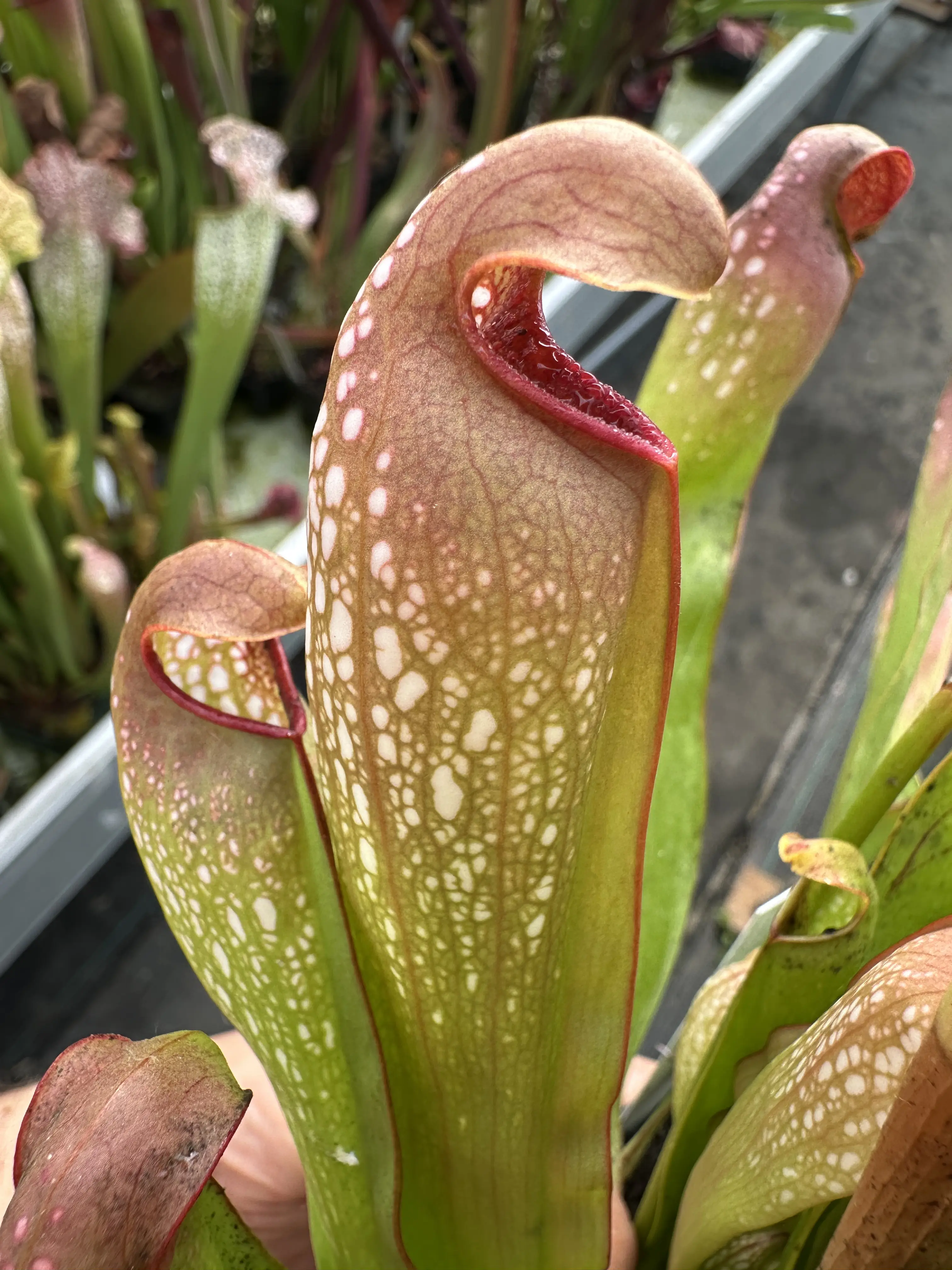 Sarracenia minor, small lid