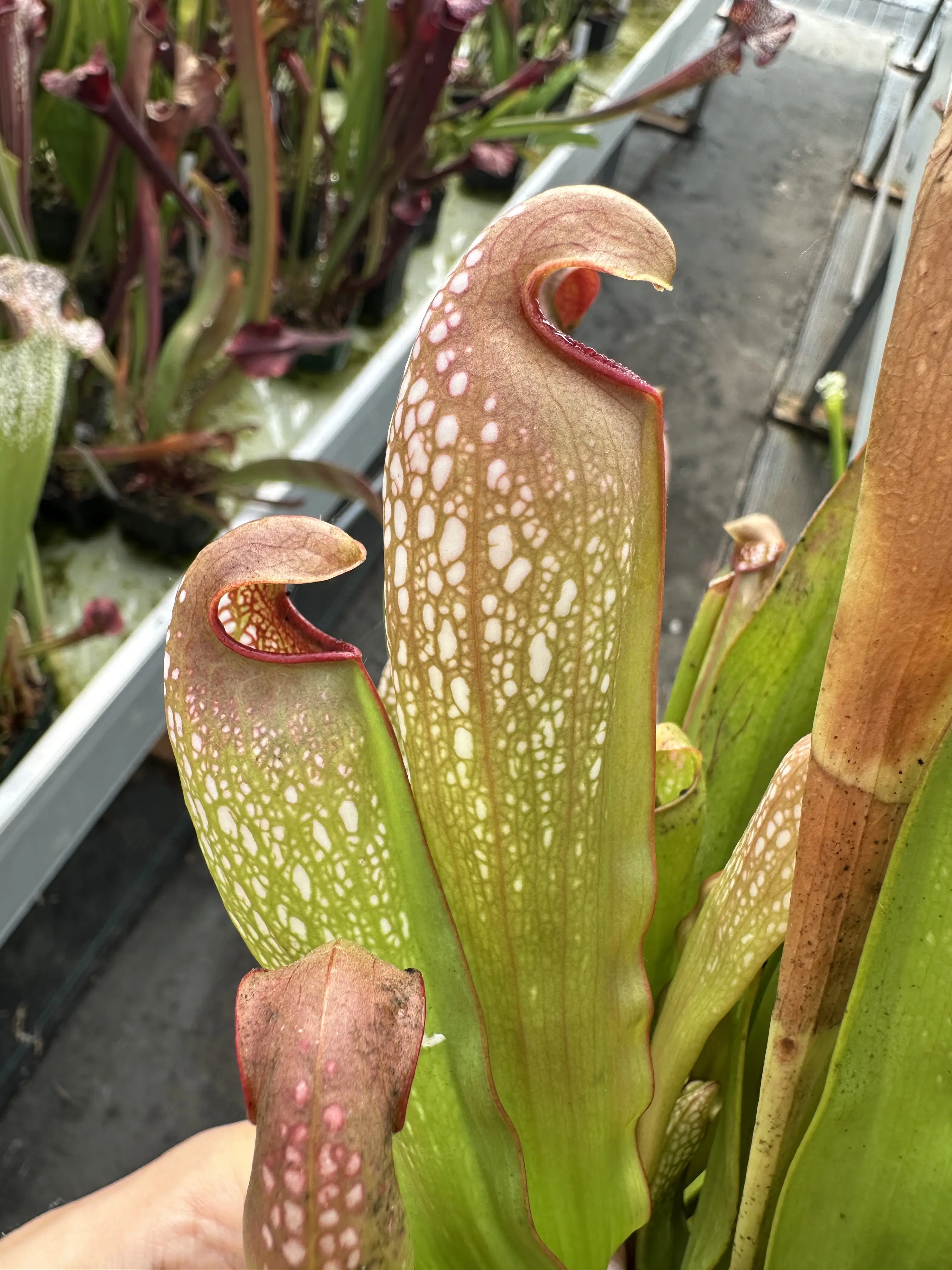 Sarracenia minor, small lid