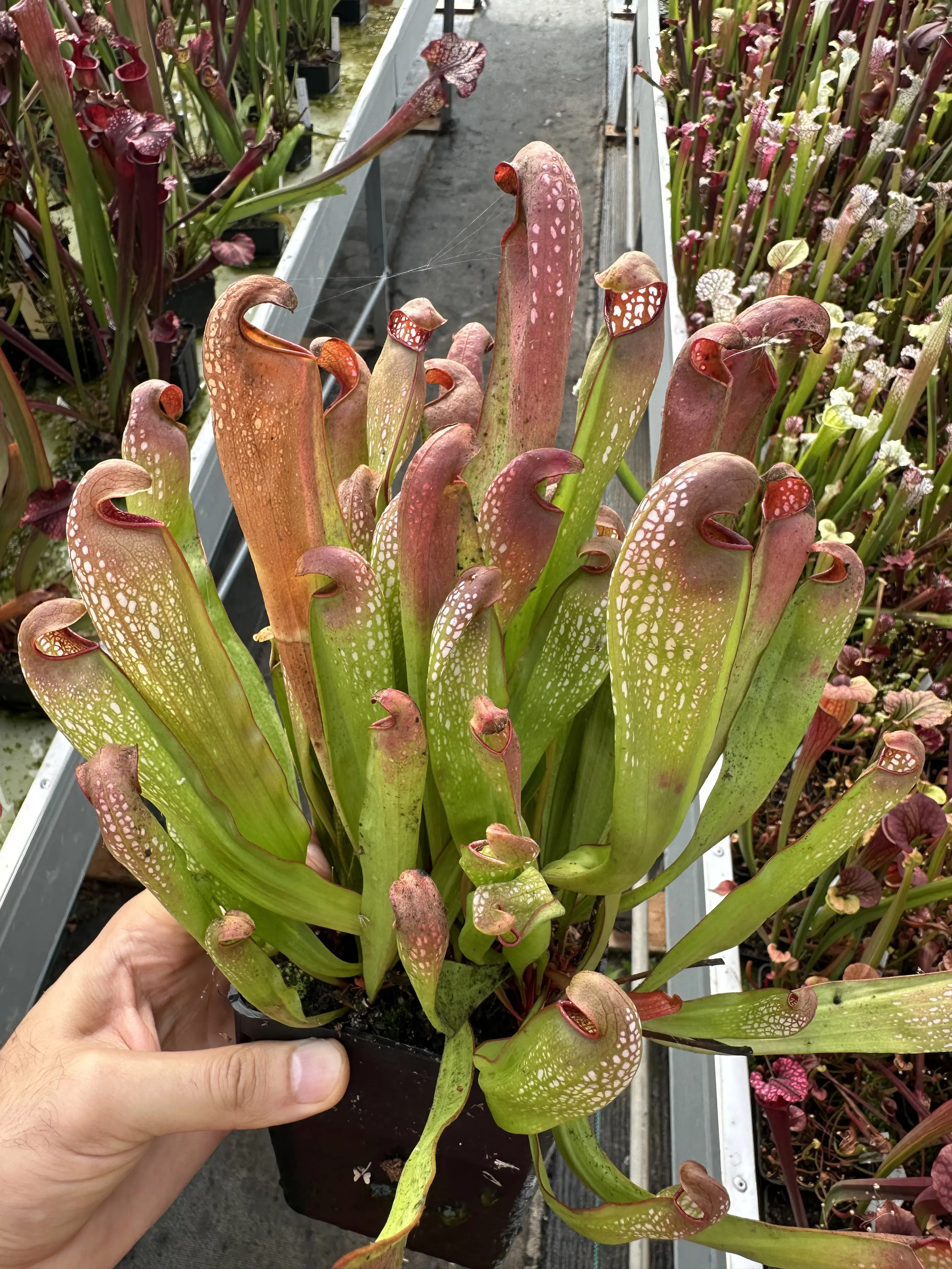 Sarracenia minor, small lid