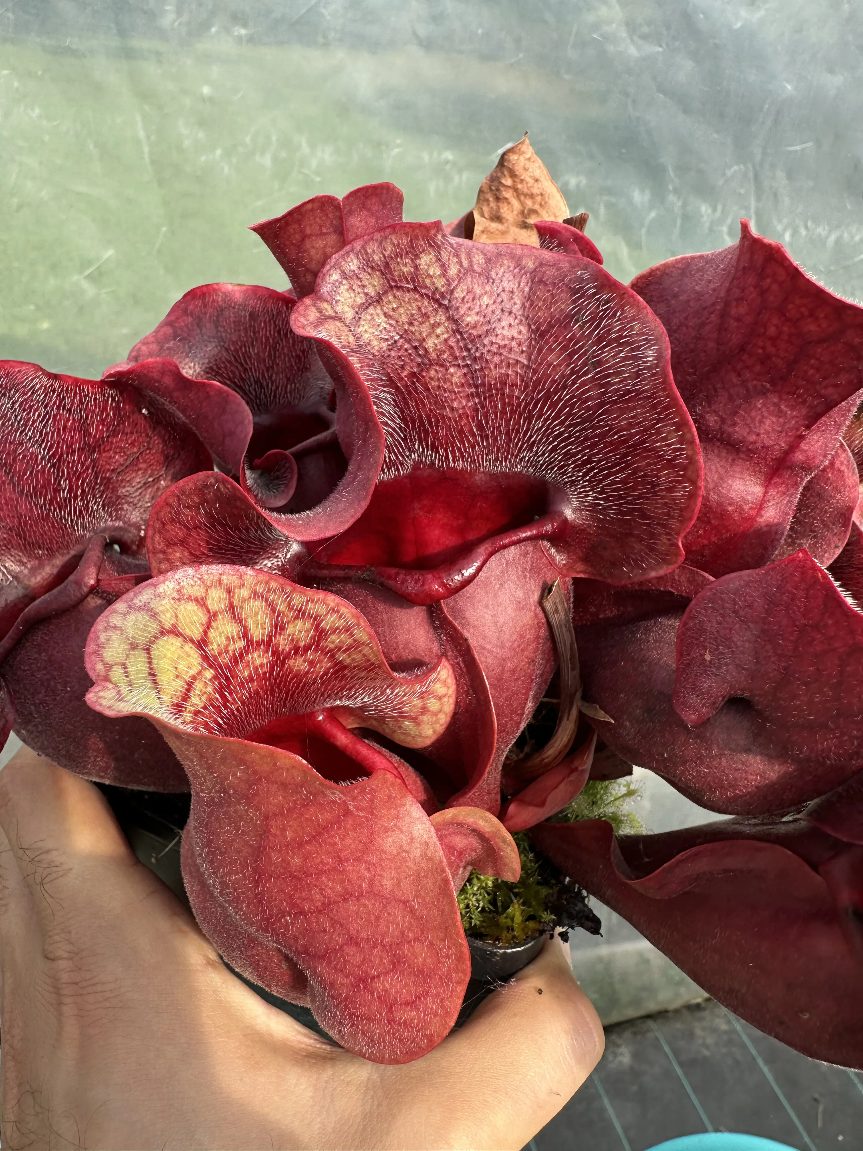 Sarracenia rosea giant, shapely big traps