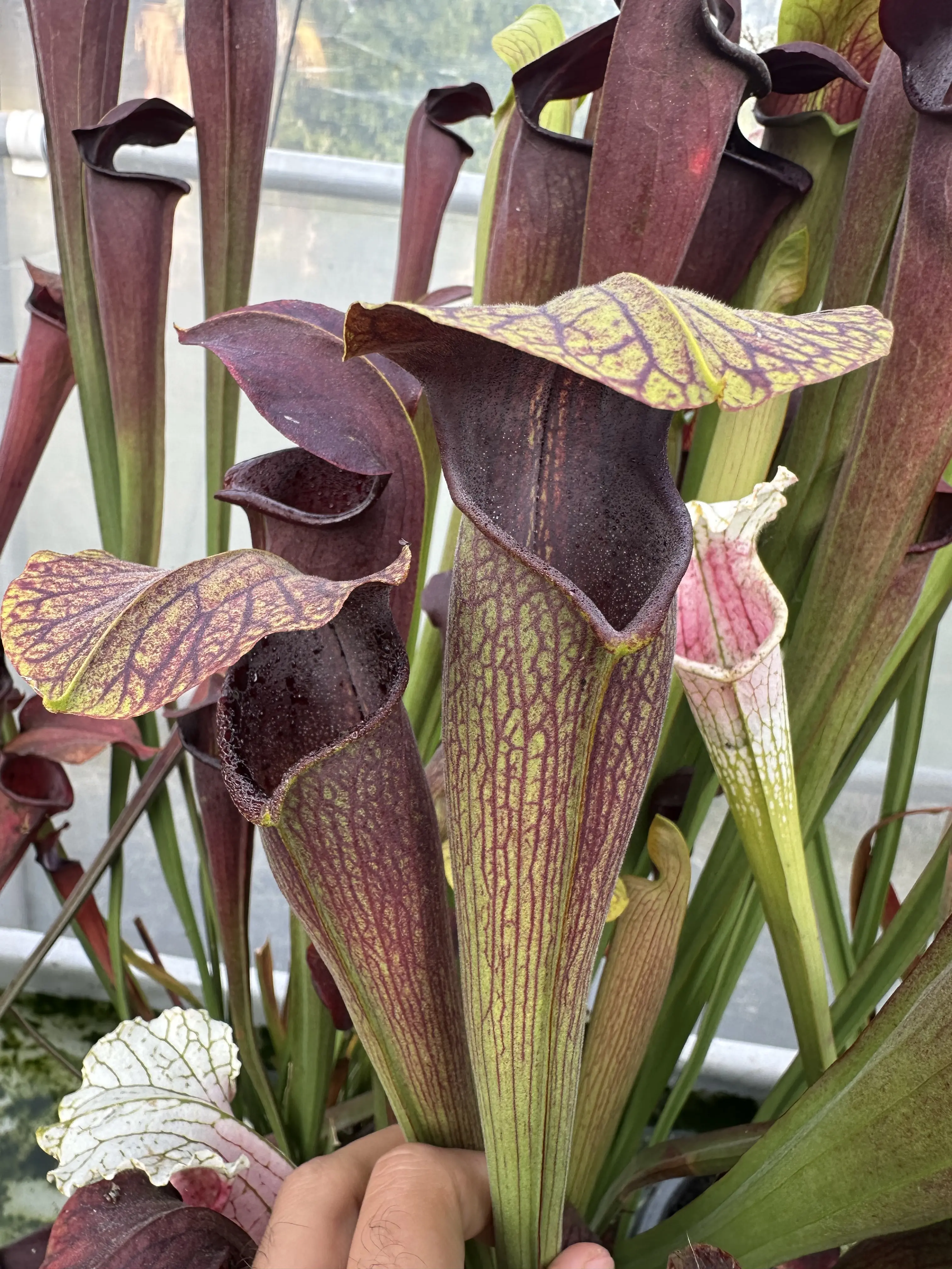 Sarracenia alata var. atrorubra