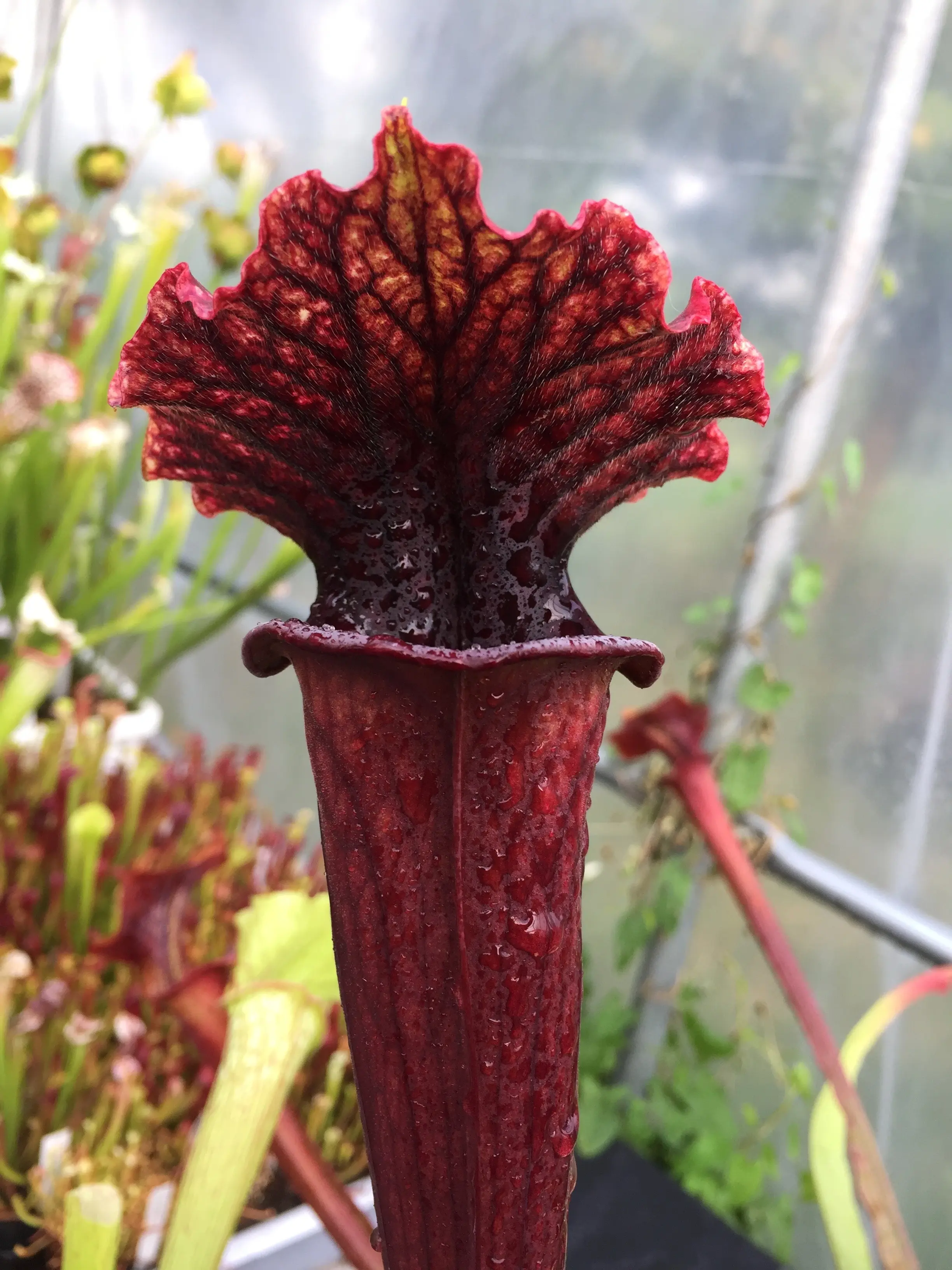 Sarracenia x H2