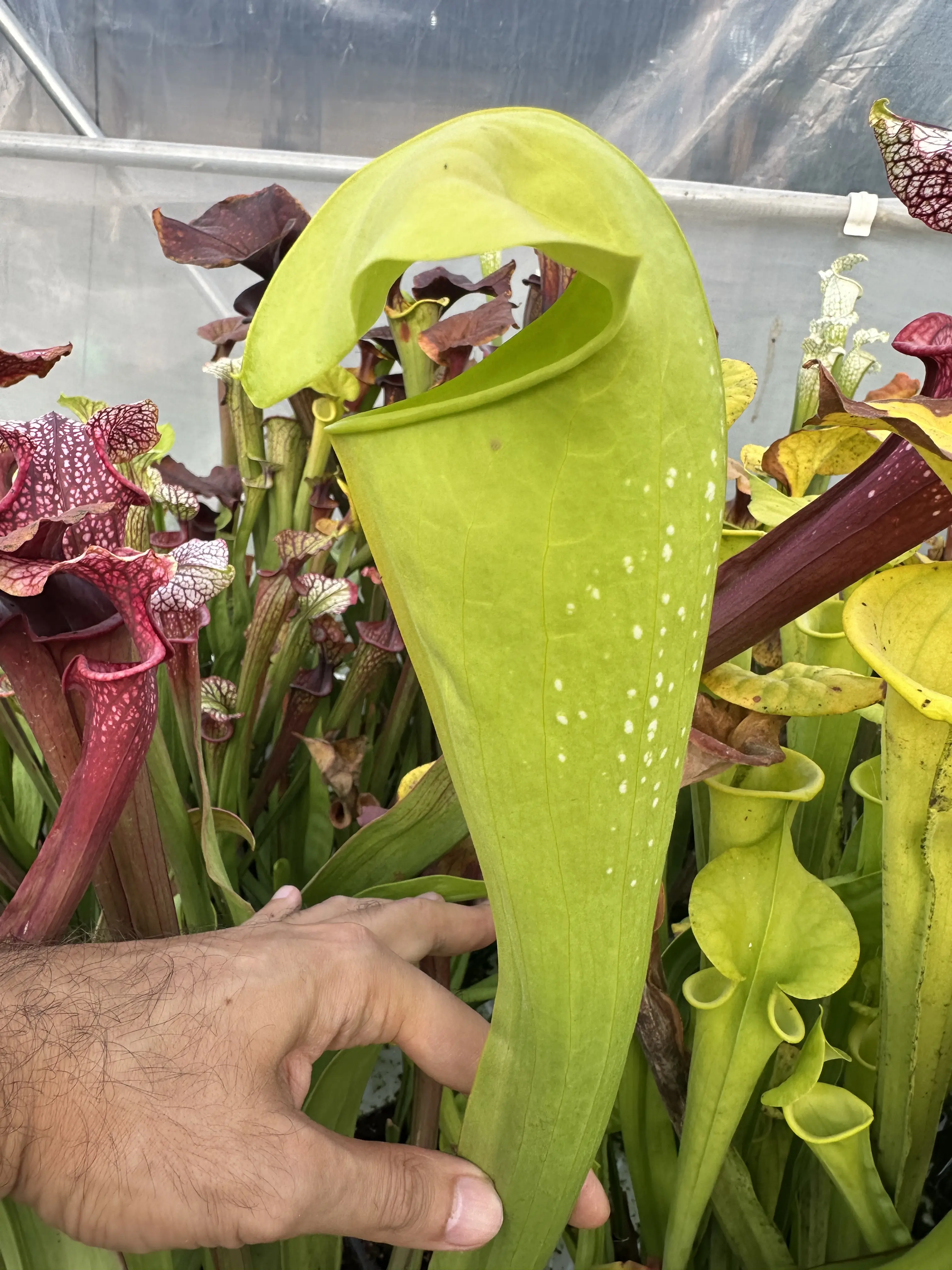 Sarracenia x "Frog's p**n"