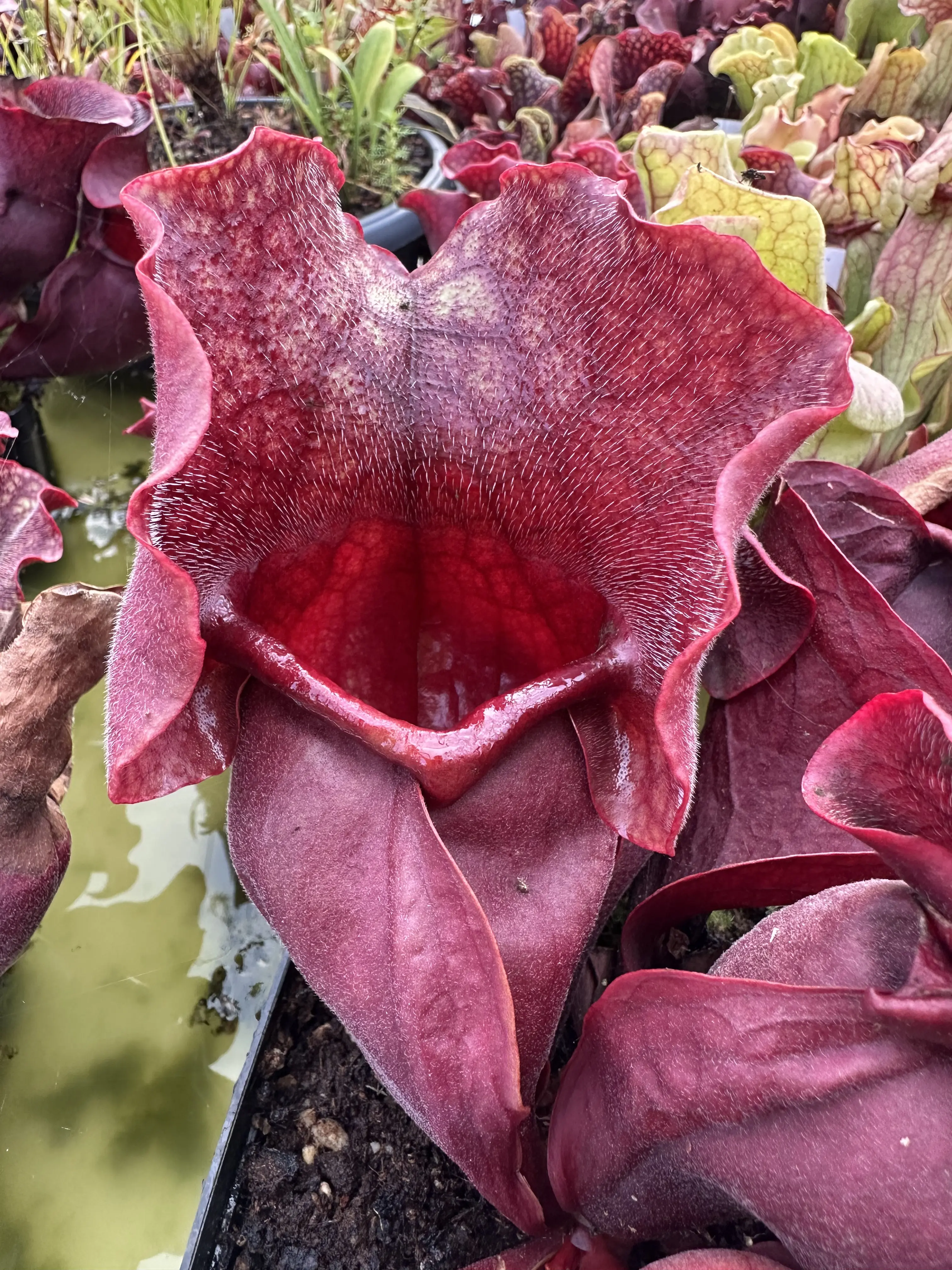 Sarracenia rosea "Big Momma DC",  gigantic, shapely pitchers