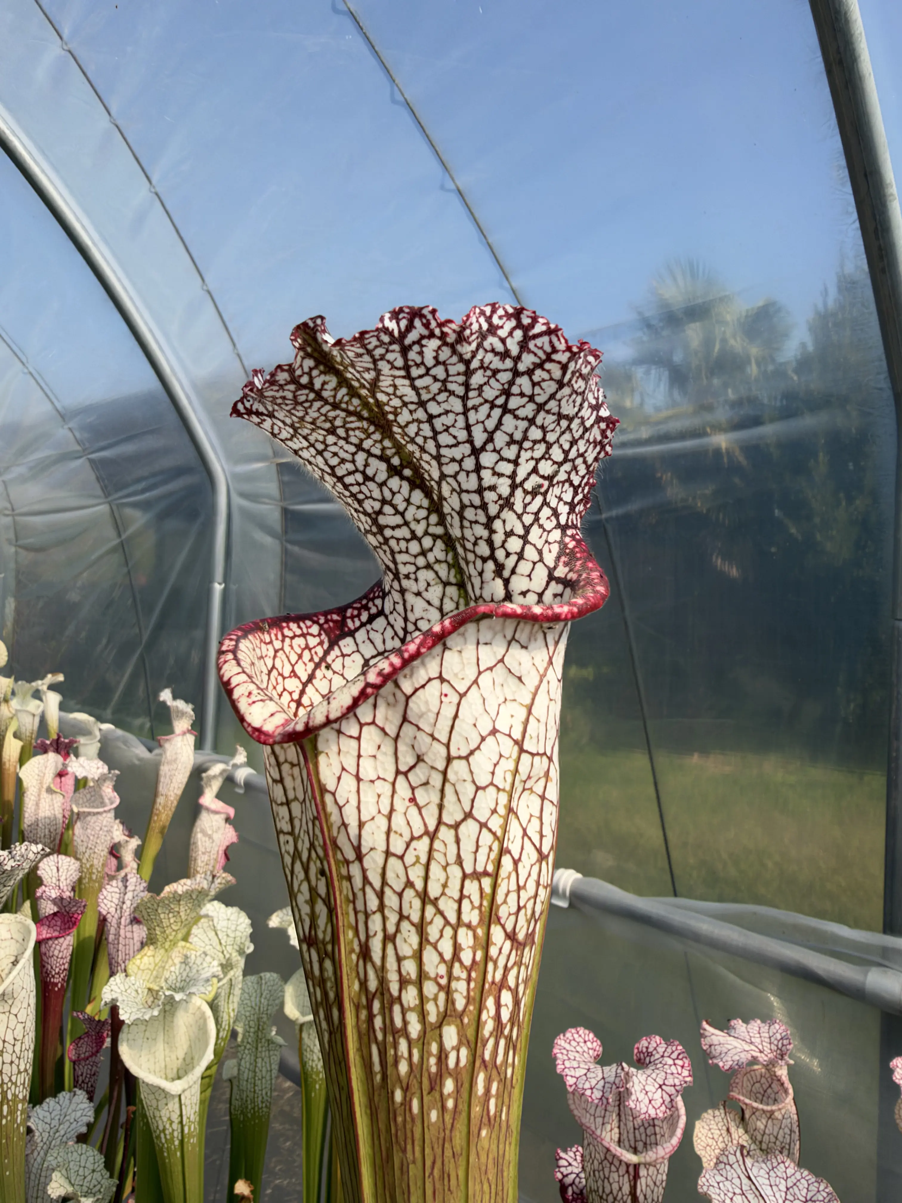 Sarracenia leucophylla "Jurassic plant" 