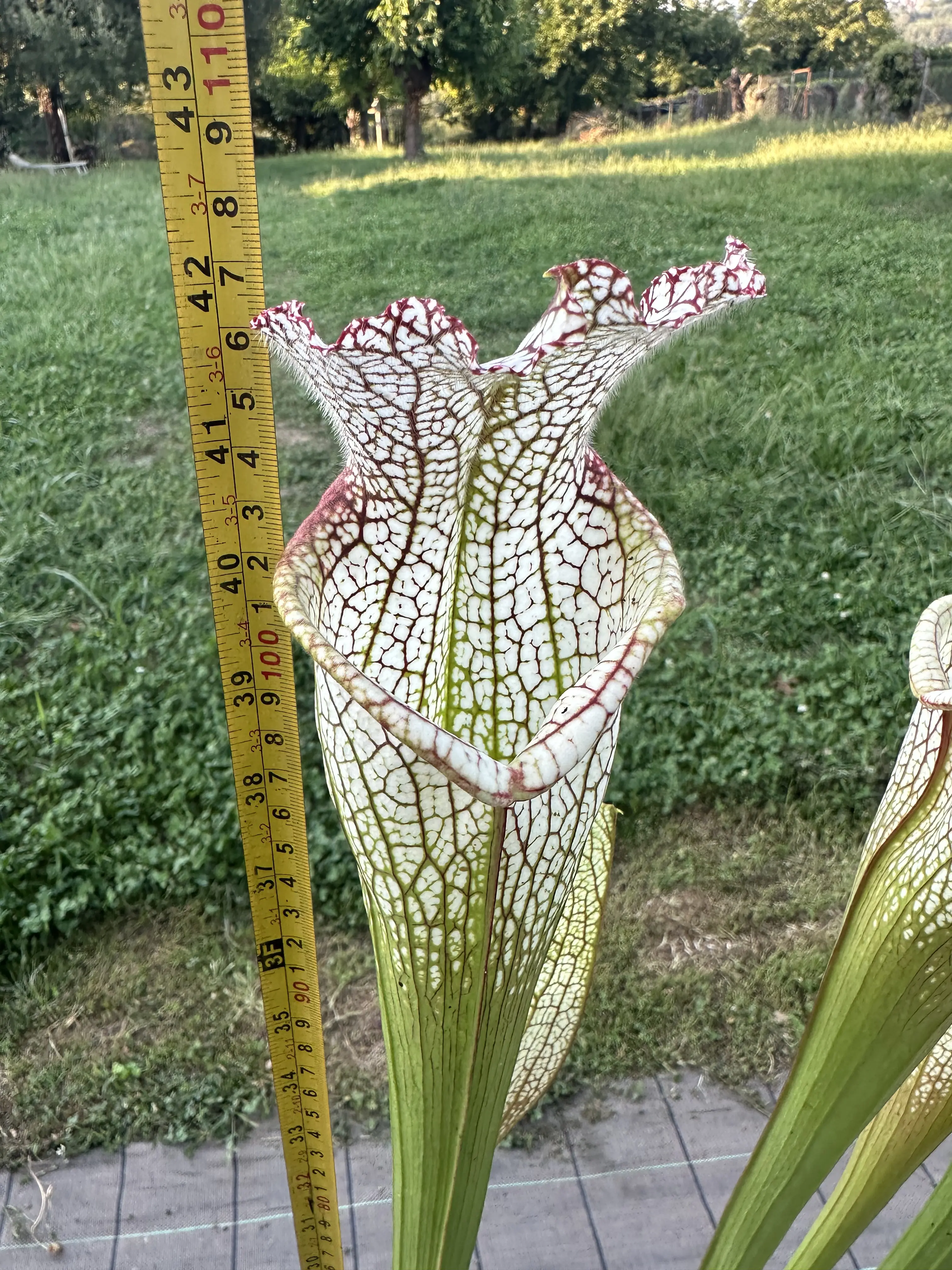 Sarracenia leucophylla "Jurassic plant" 