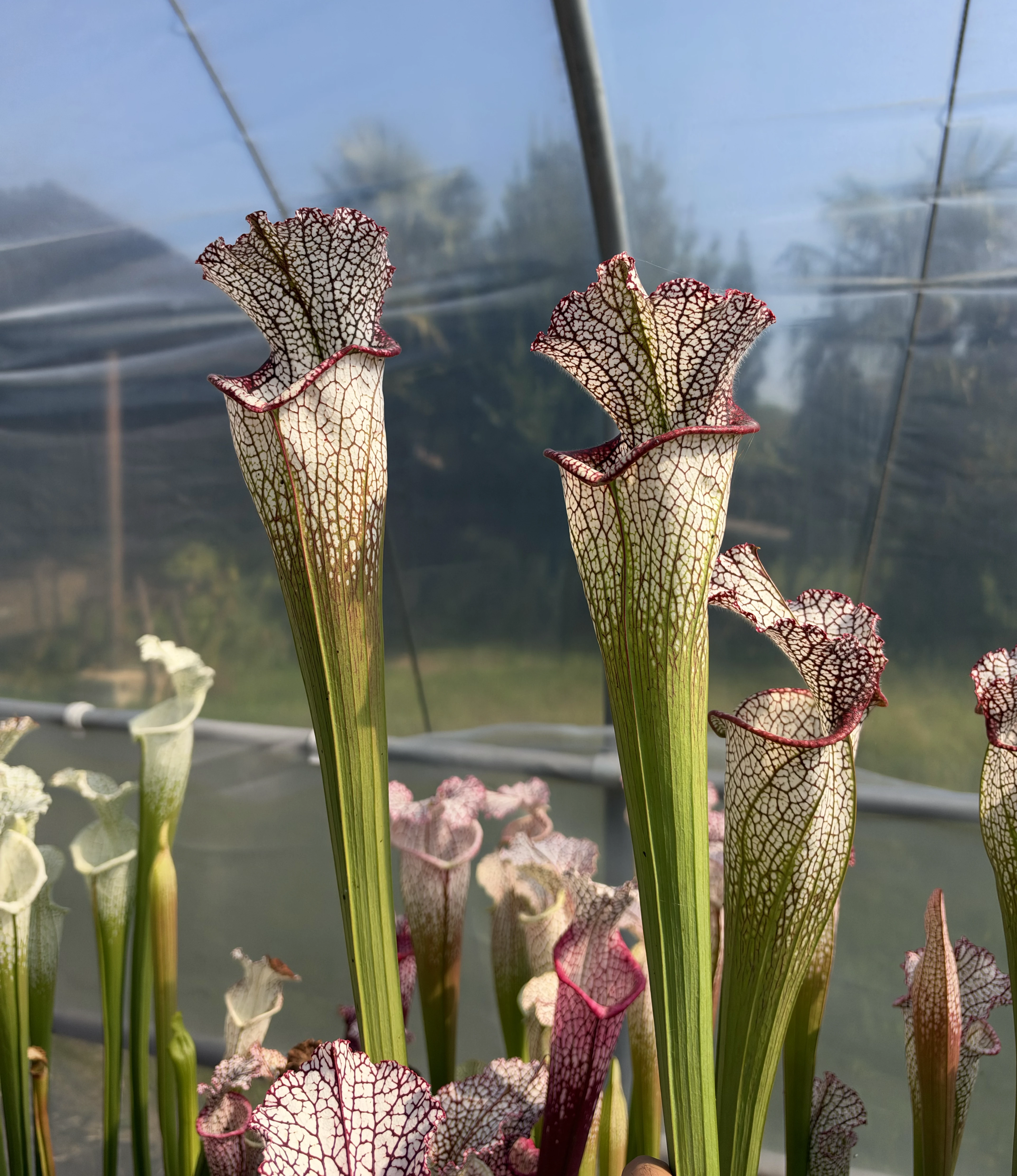 Sarracenia leucophylla "Jurassic plant" 