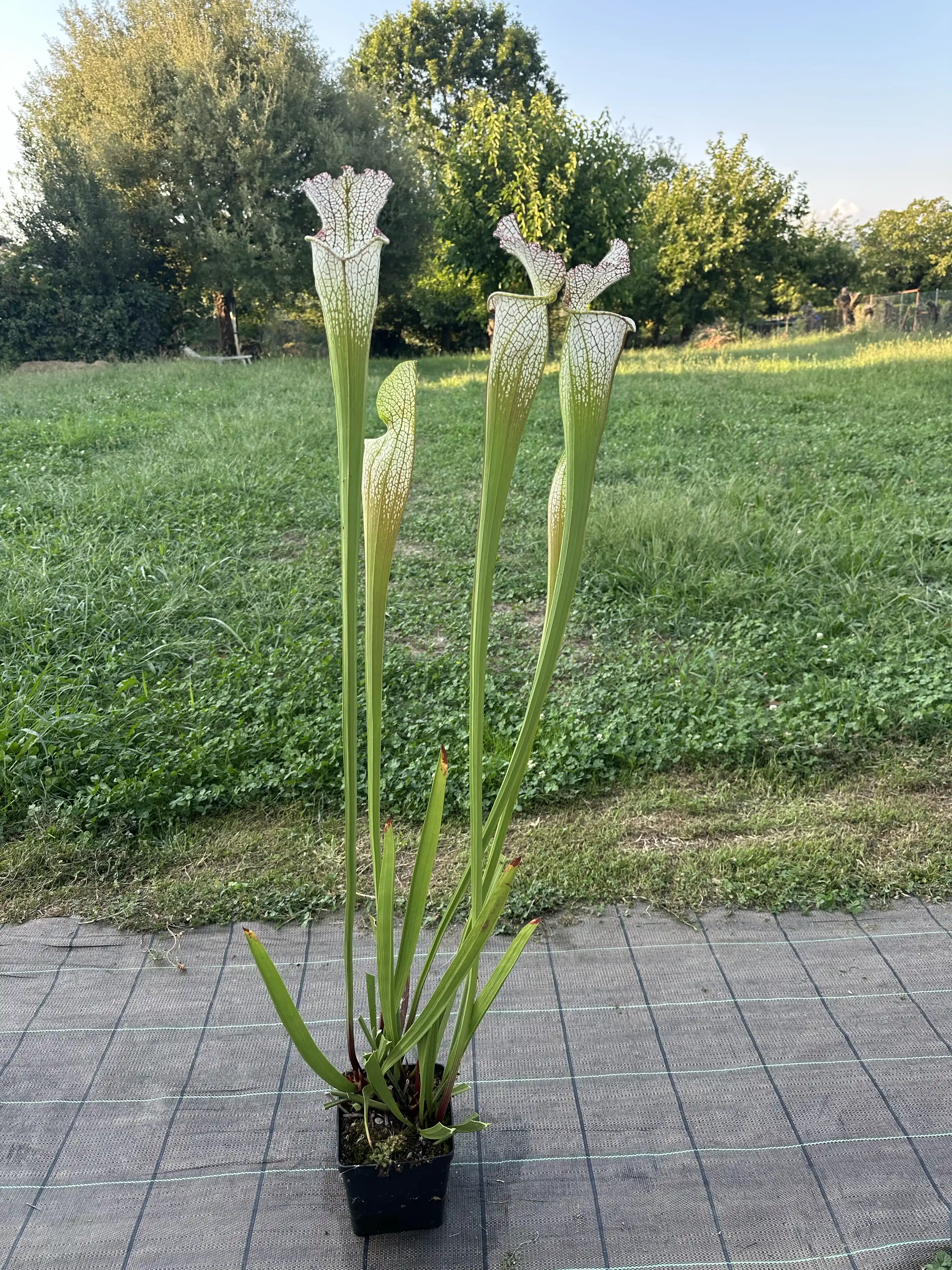 Sarracenia leucophylla "Jurassic plant" 