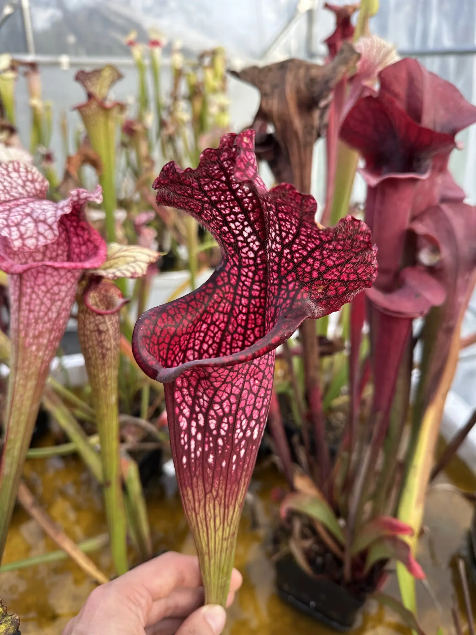Sarracenia x (Bella x Bocaza) GC