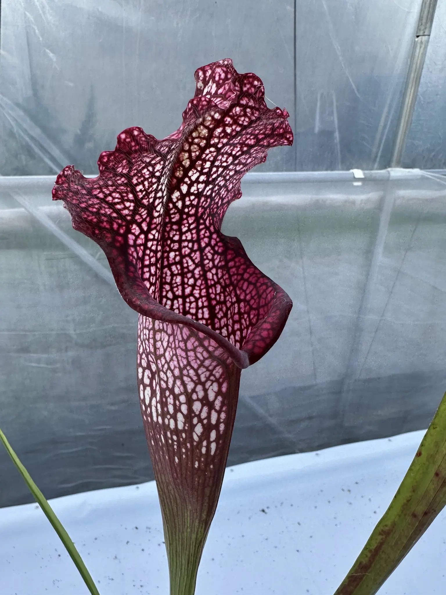 Sarracenia x (Bella x Bocaza) GC