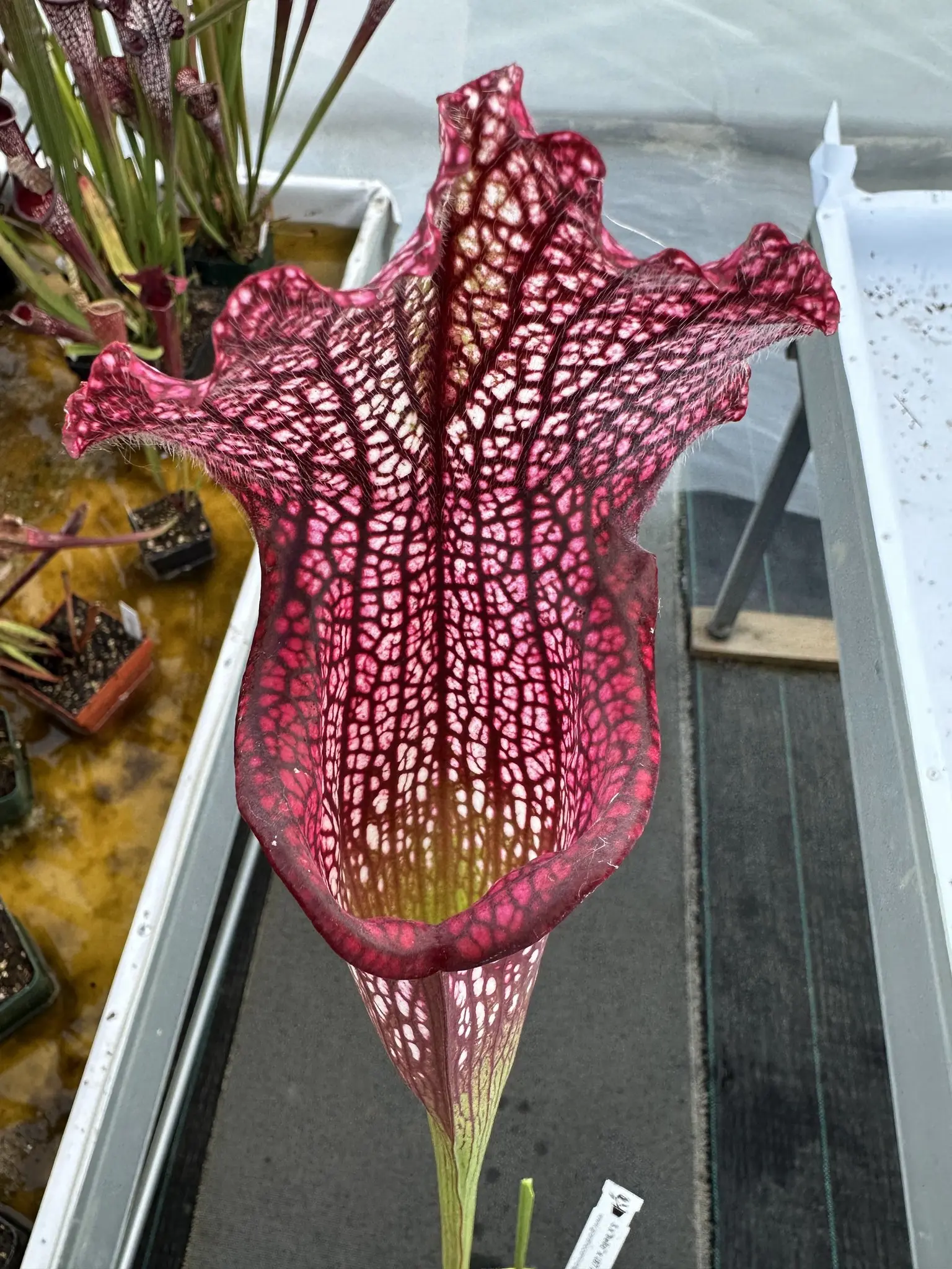 Sarracenia x (Bella x Bocaza) GC