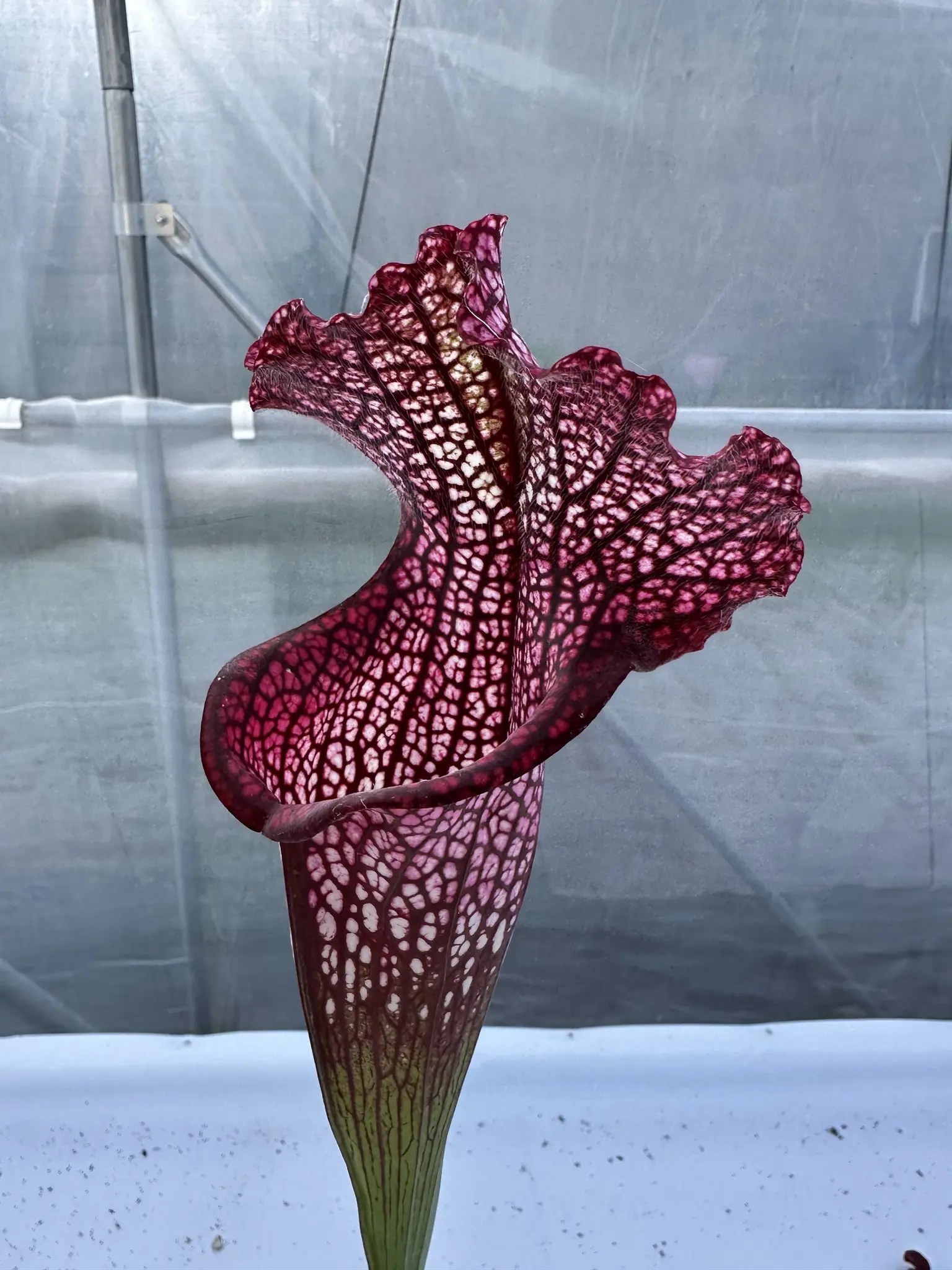 Sarracenia x (Bella x Bocaza) GC
