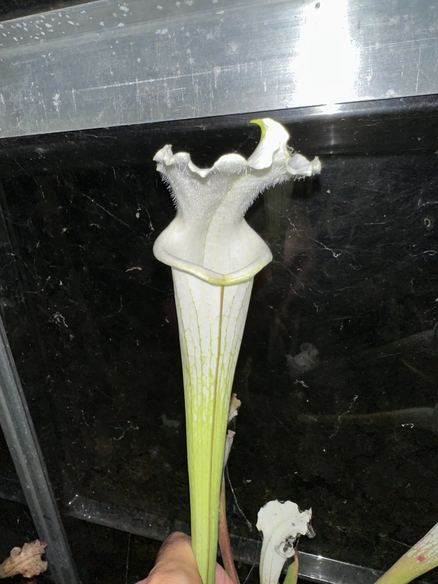 Sarracenia leucophylla var. alba, tall pitchers