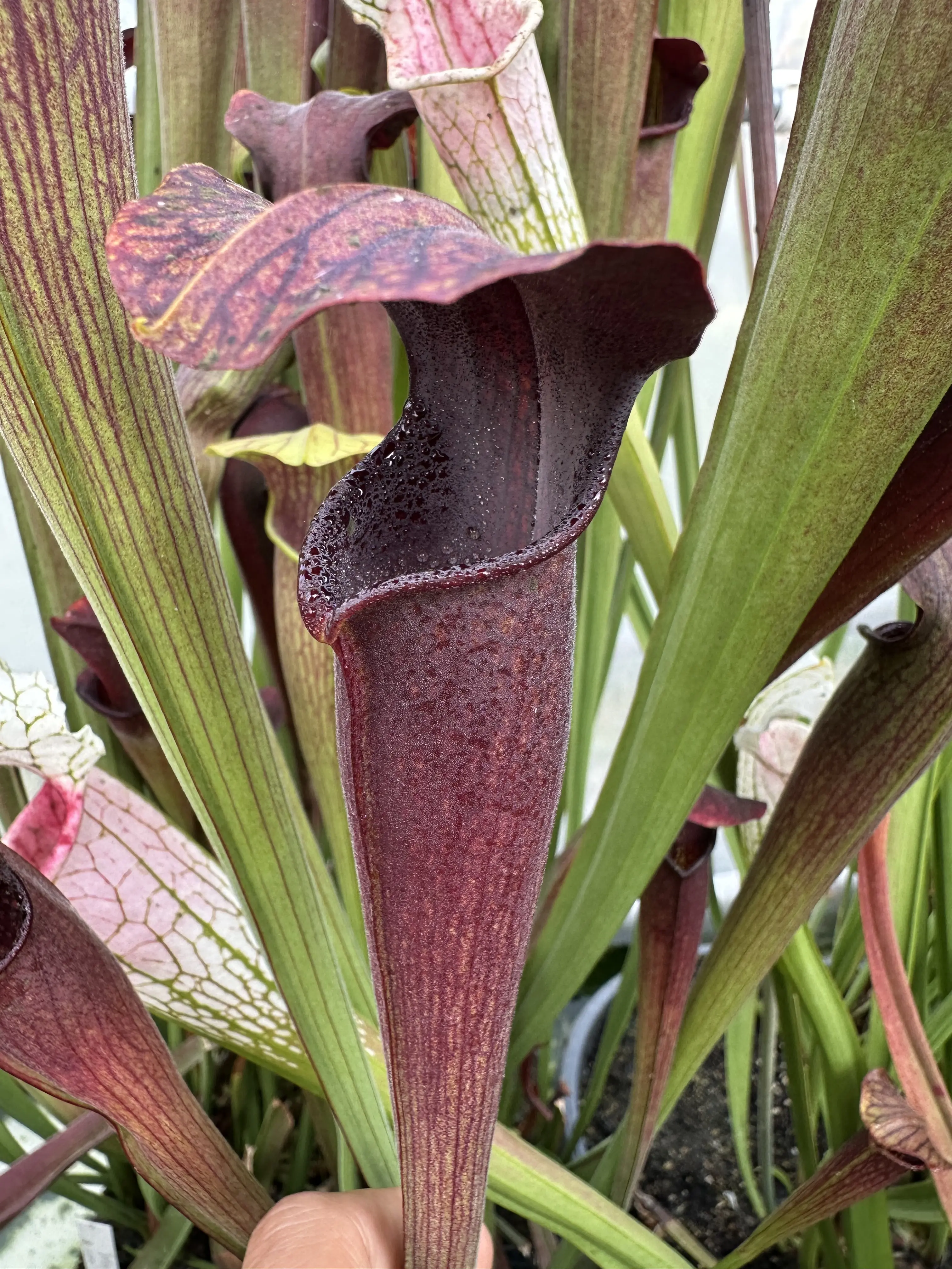 Sarracenia alata var. nigropurpurea black tube, large form