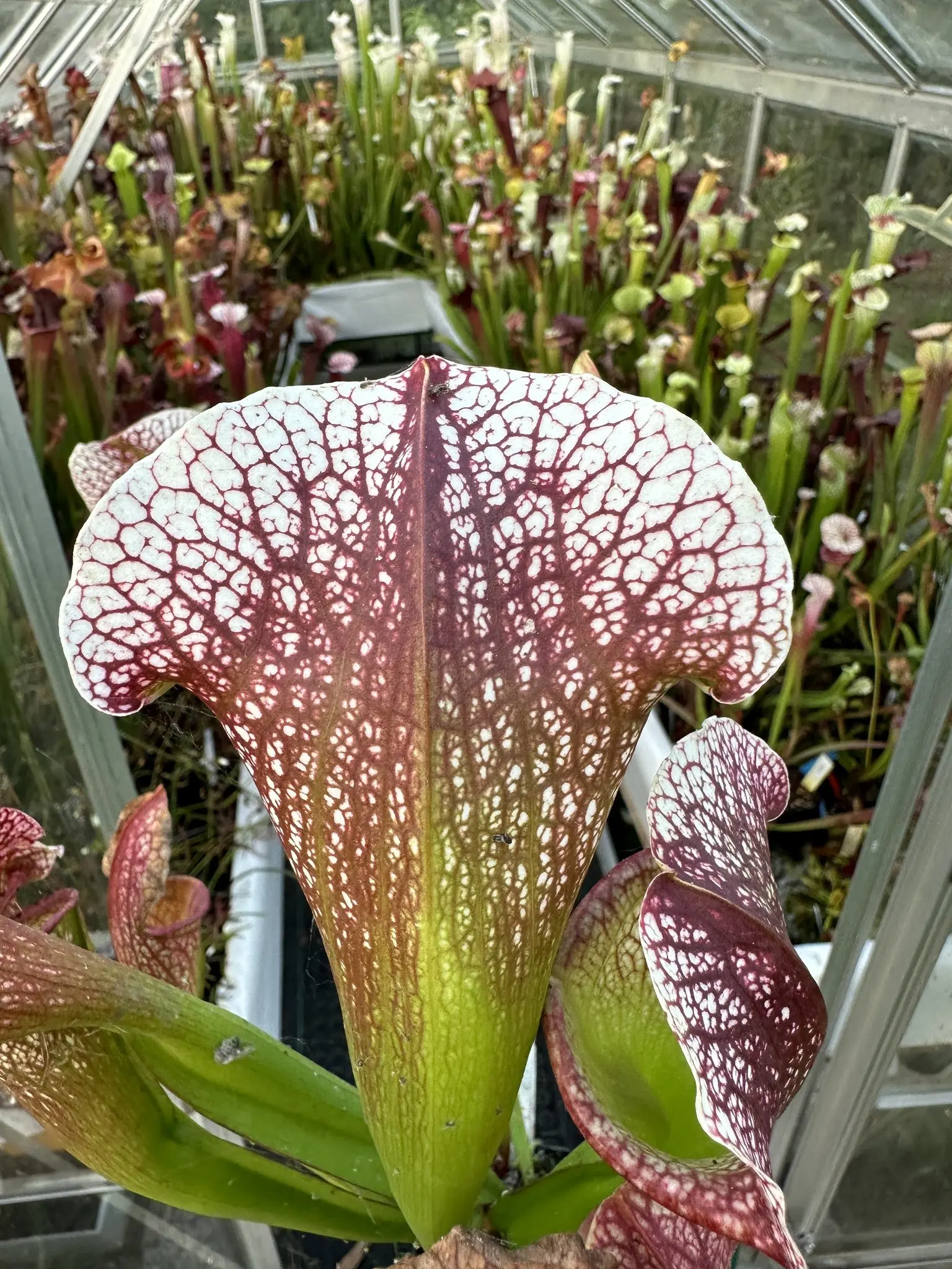 Sarracenia x "Pink Punk" 