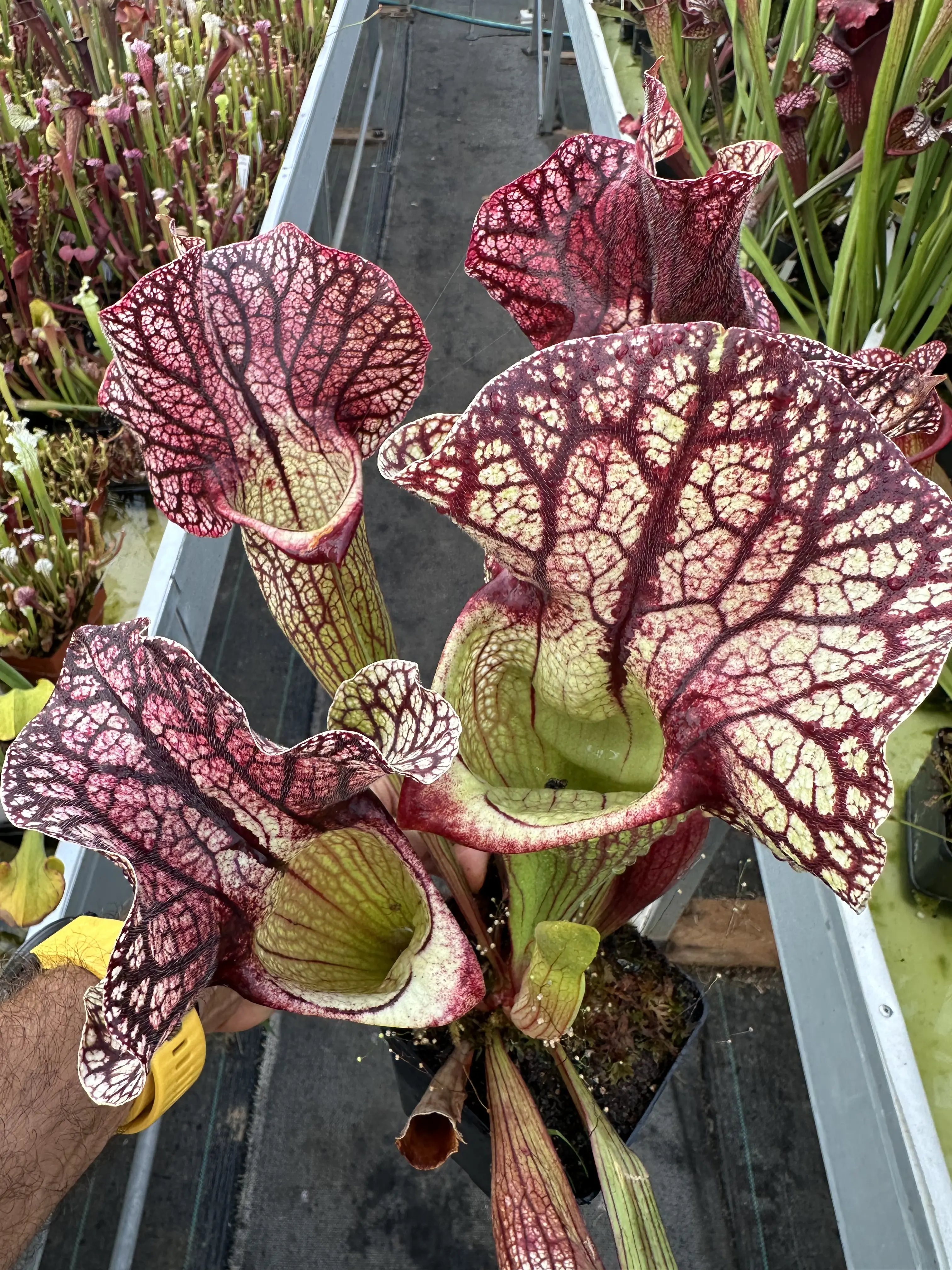 Sarracenia x "Sidewinder"