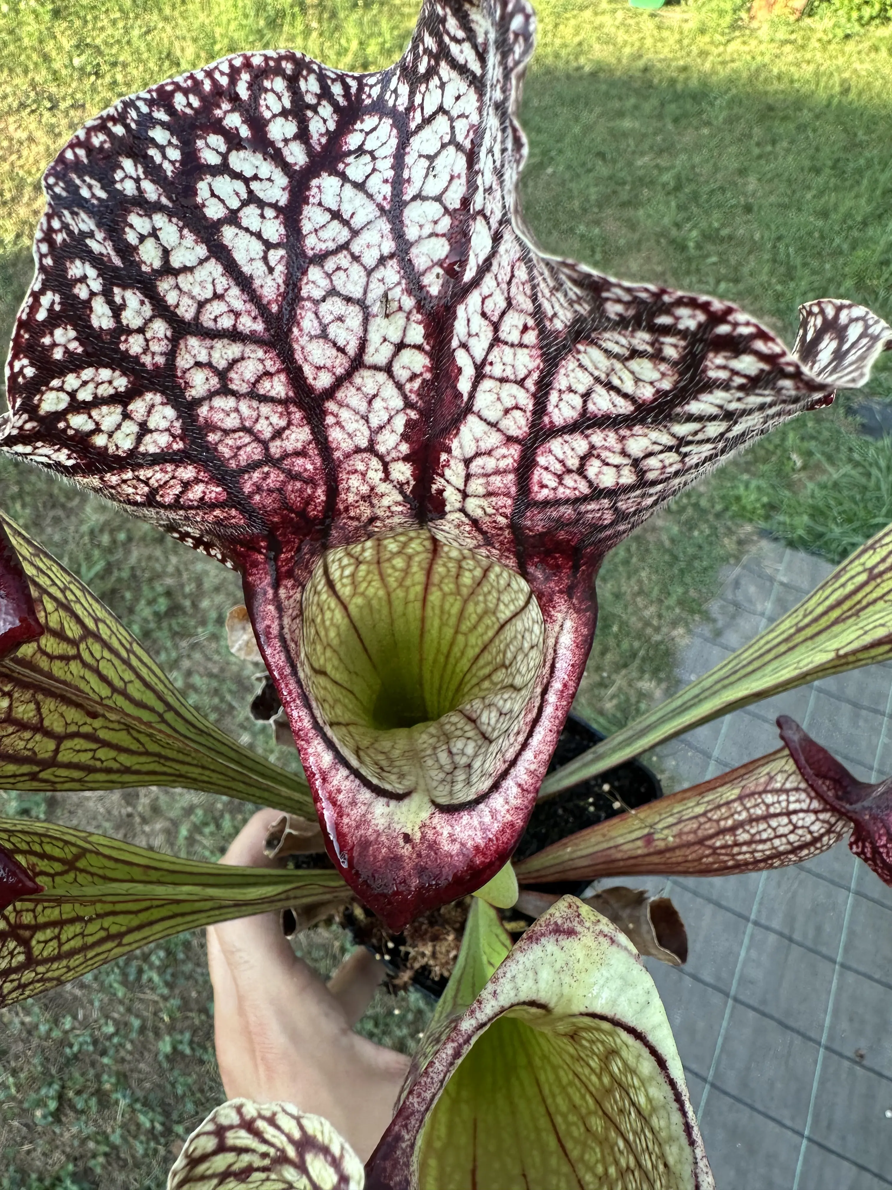 Sarracenia x "Sidewinder"