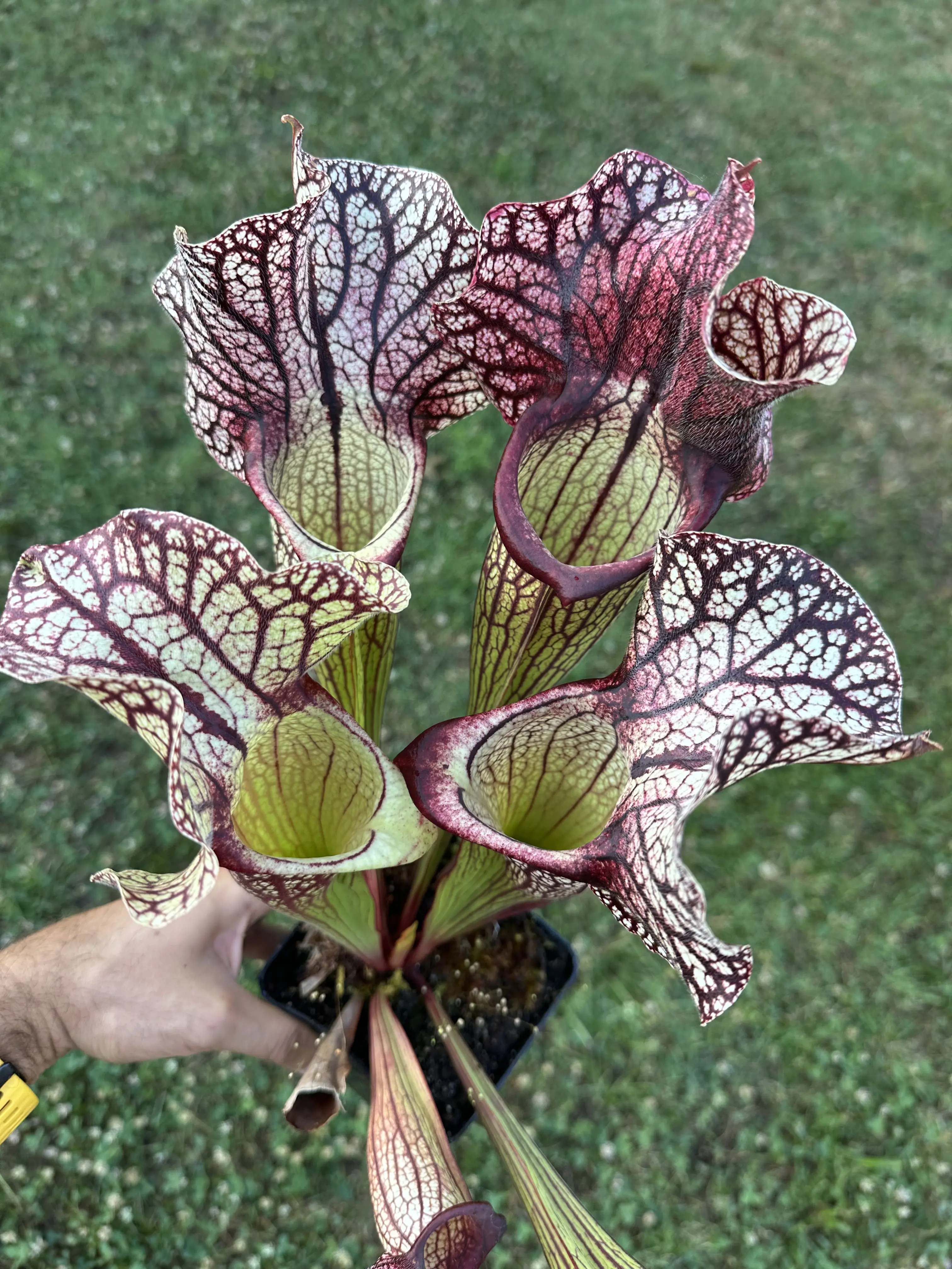 Sarracenia x "Sidewinder"