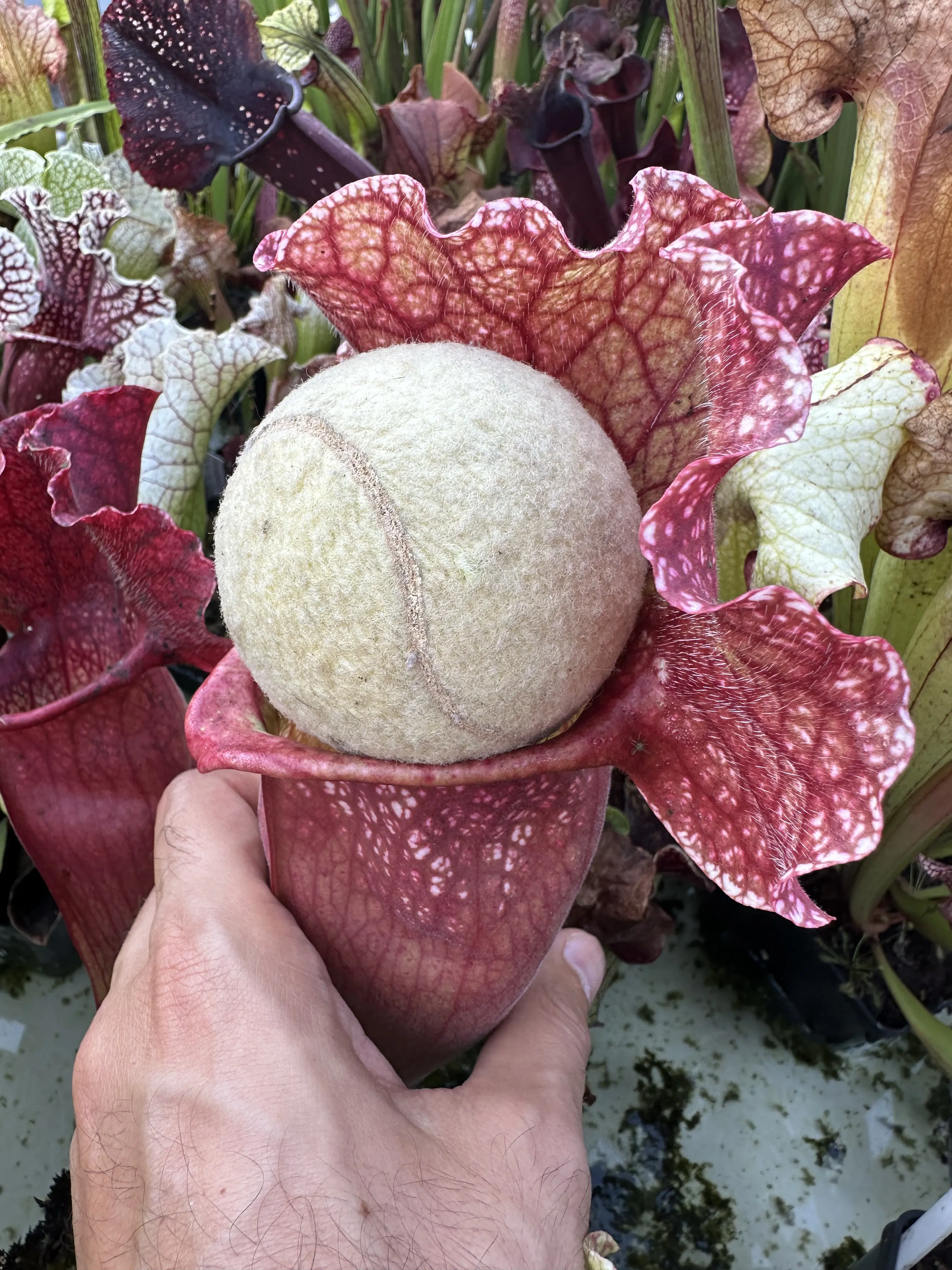 Sarracenia x mitchelliana "Clumpus"
