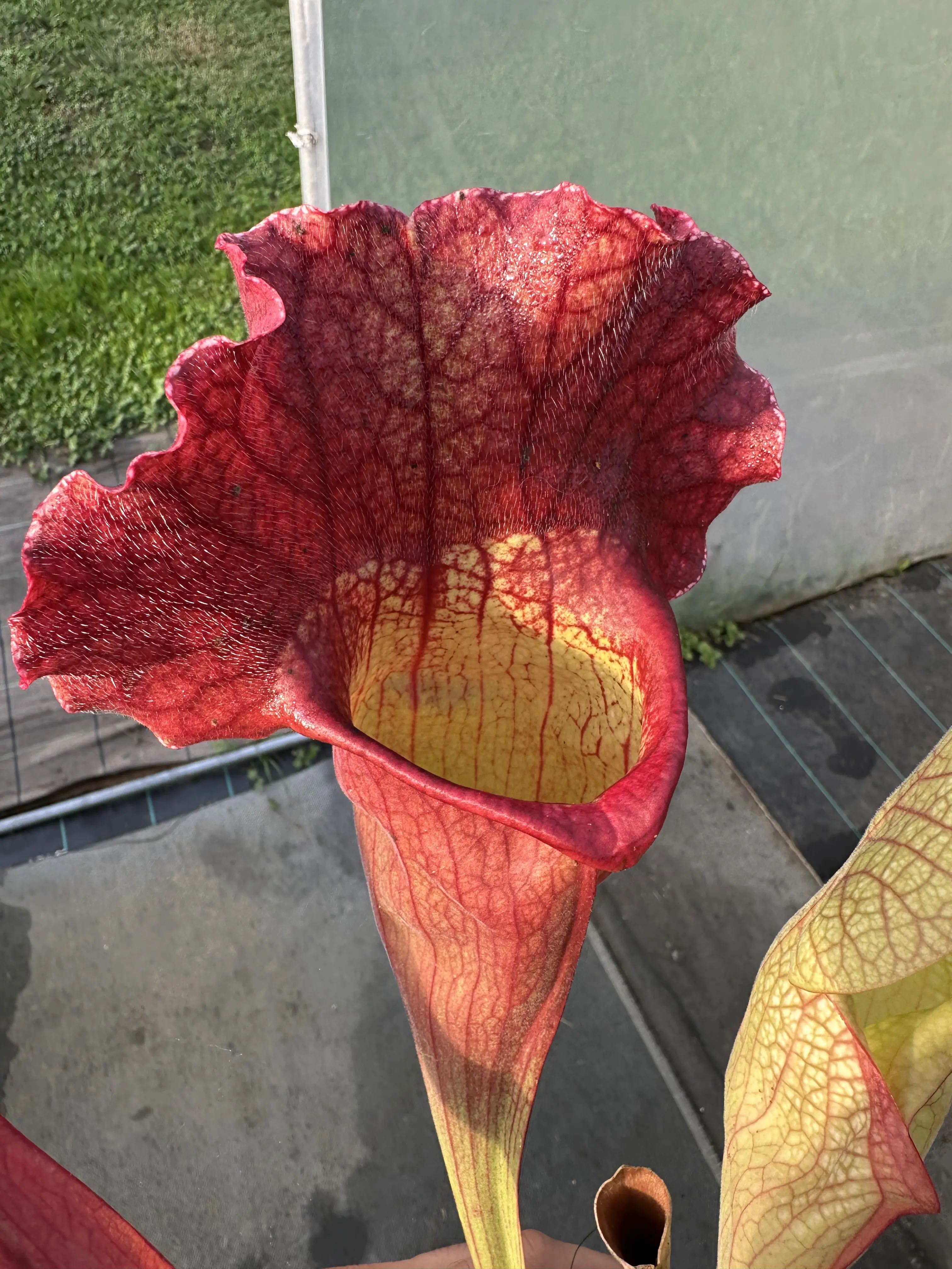 Sarracenia x mitchelliana "Clumpus"