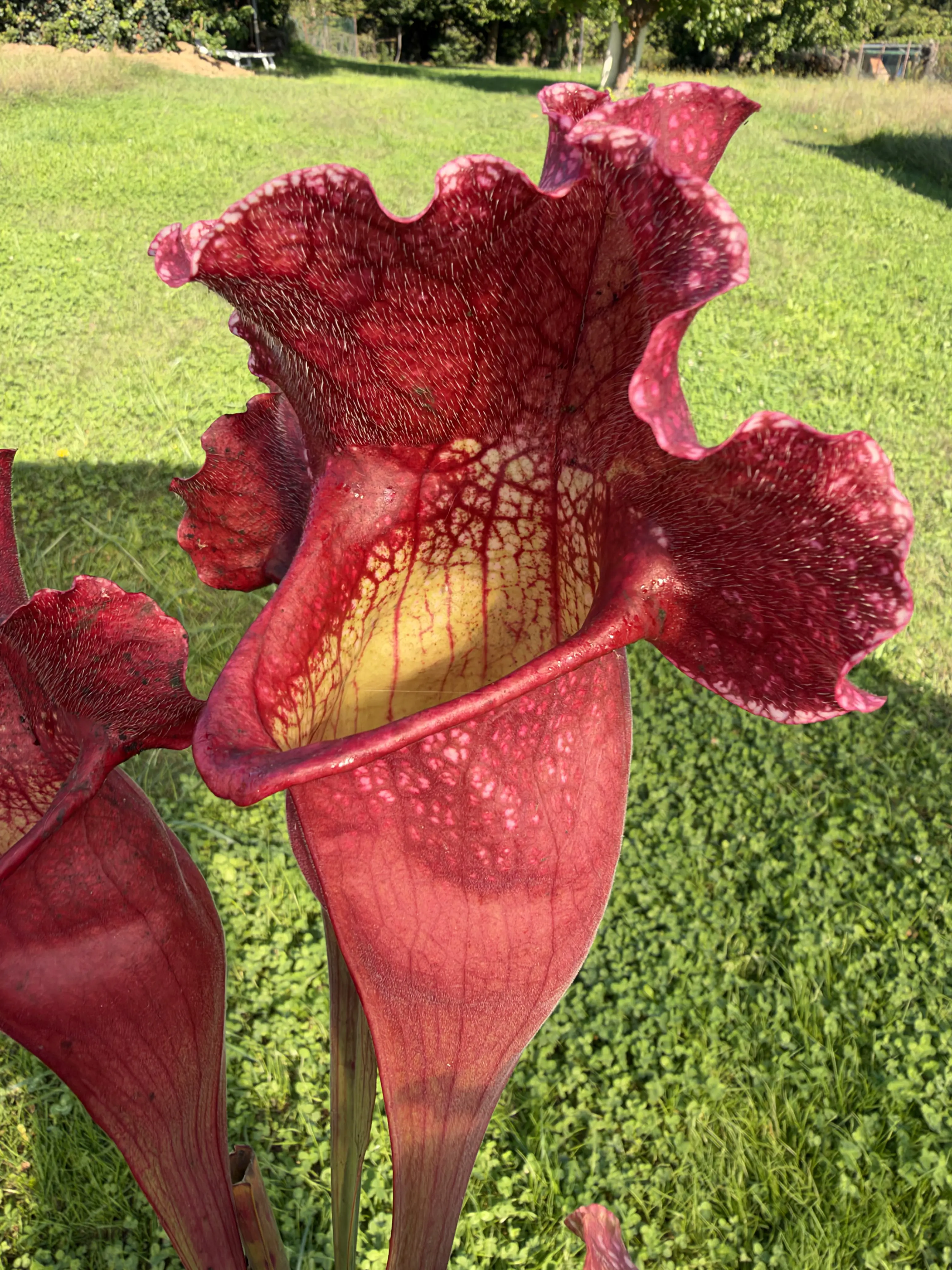 Sarracenia x mitchelliana "Clumpus"
