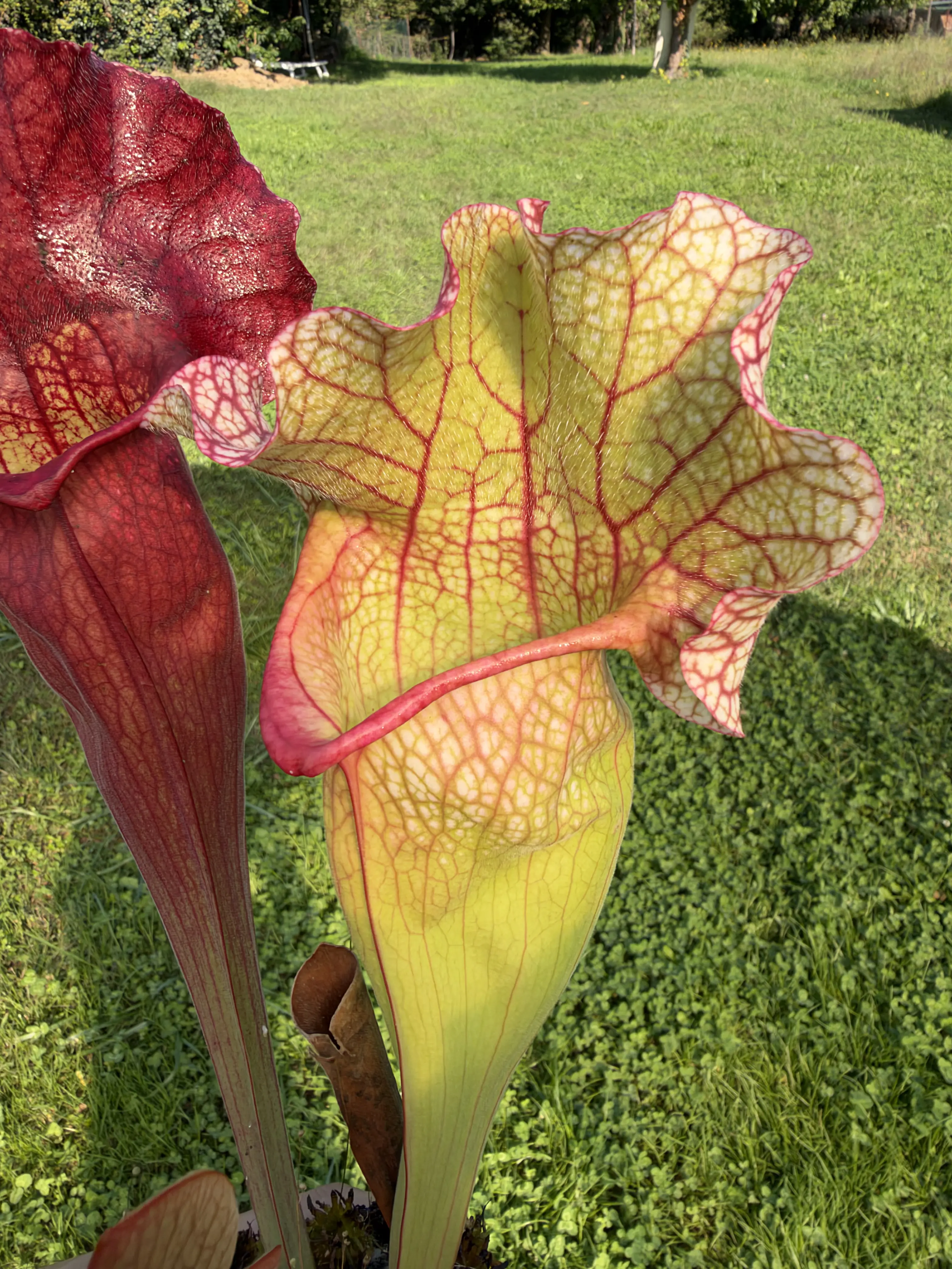 Sarracenia x mitchelliana "Clumpus"