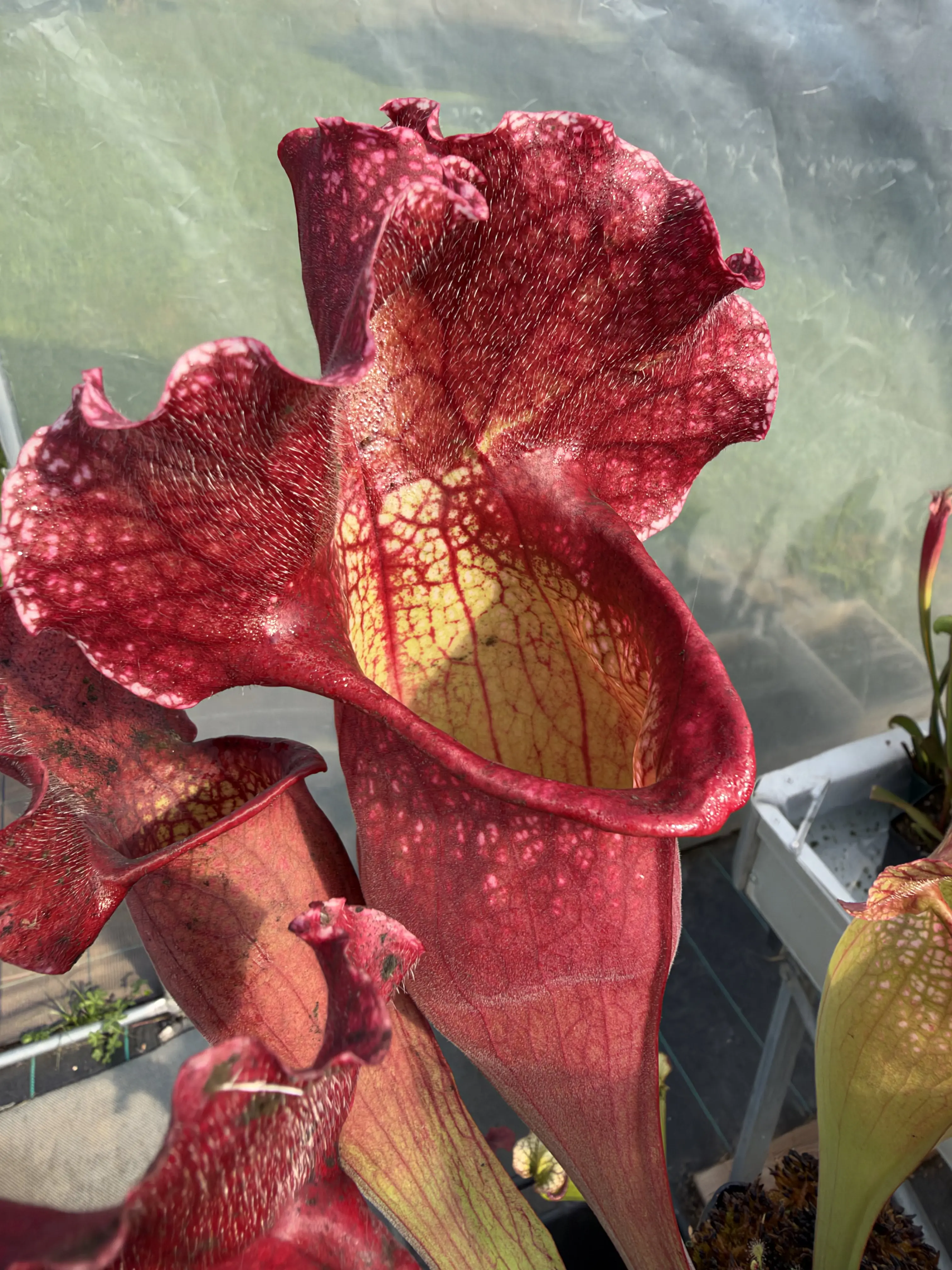 Sarracenia x mitchelliana "Clumpus"